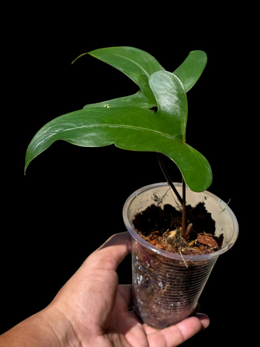Anthurium sp. 'Tridentatum' (EXACT PLANT)
