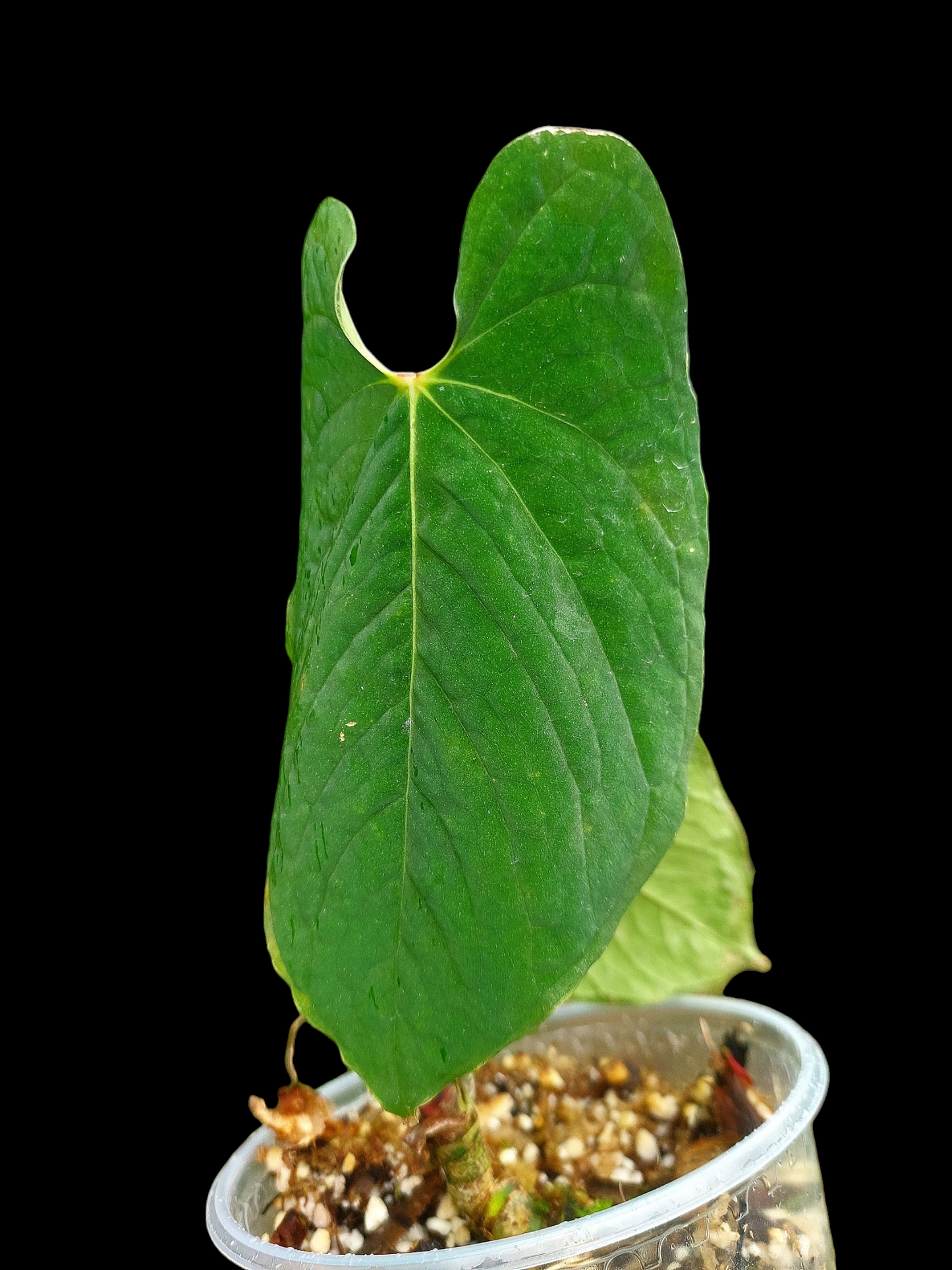 Anthurium Sp.'Purple' Velvet with 2 Leaves (EXACT PLANT)