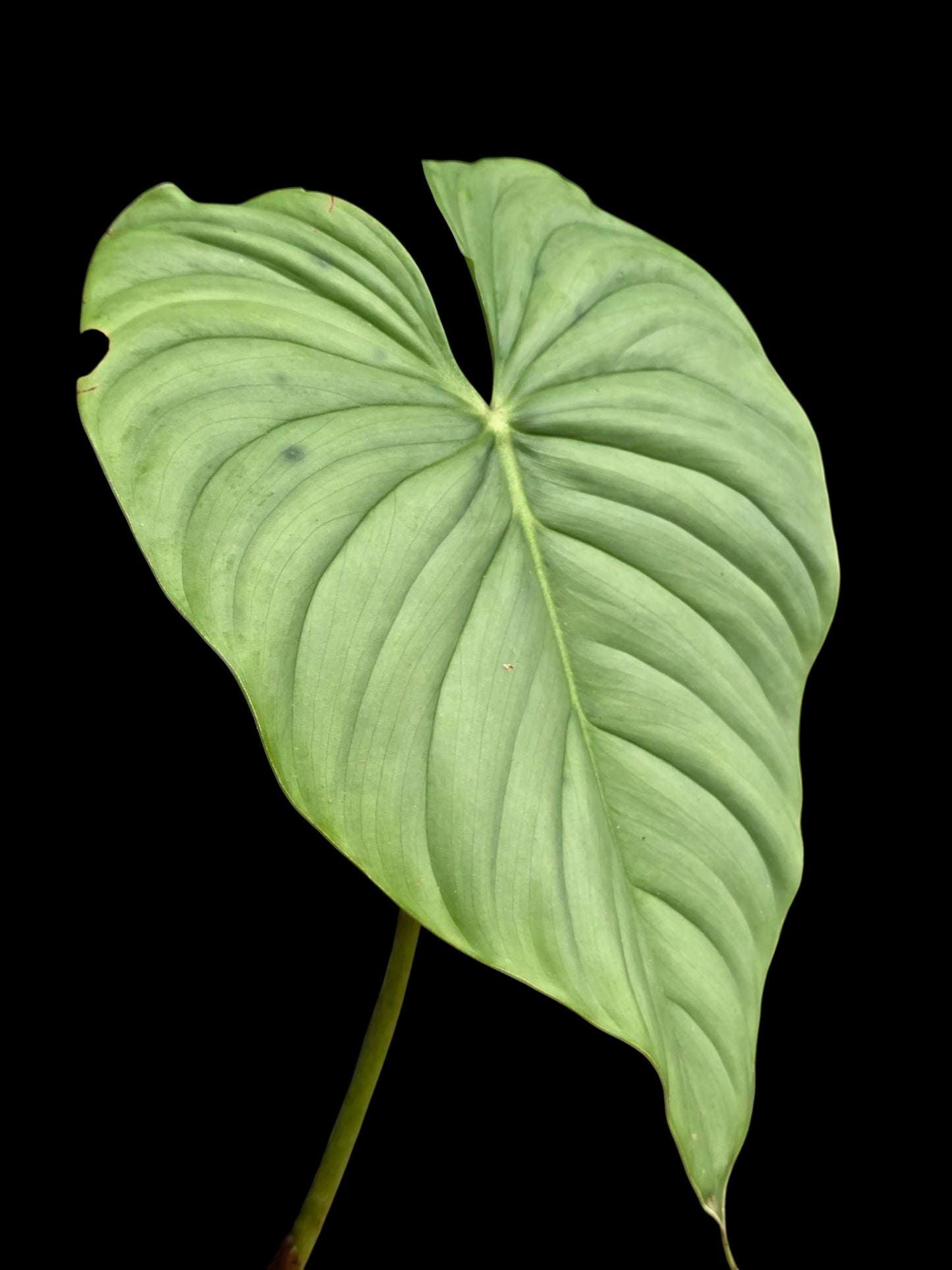 Philodendron sp. 'Silver Angel' (EXACT PLANT)