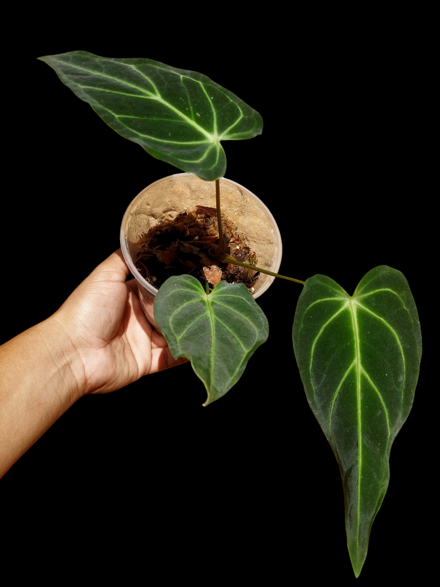 Anthurium sp. 'Velimflexus' with 3 Leaves (EXACT PLANT)