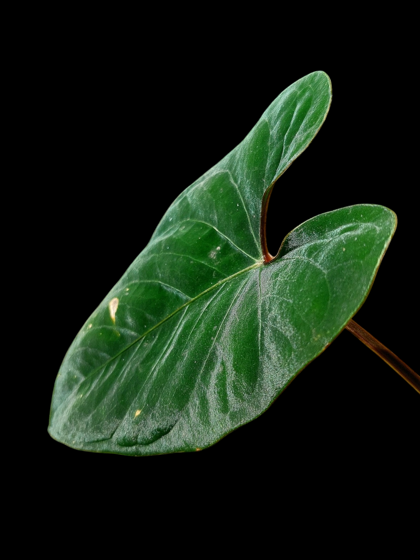 Anthurium sp. 'Huanuco Velvet' Dark Petiole (EXACT PLANT)