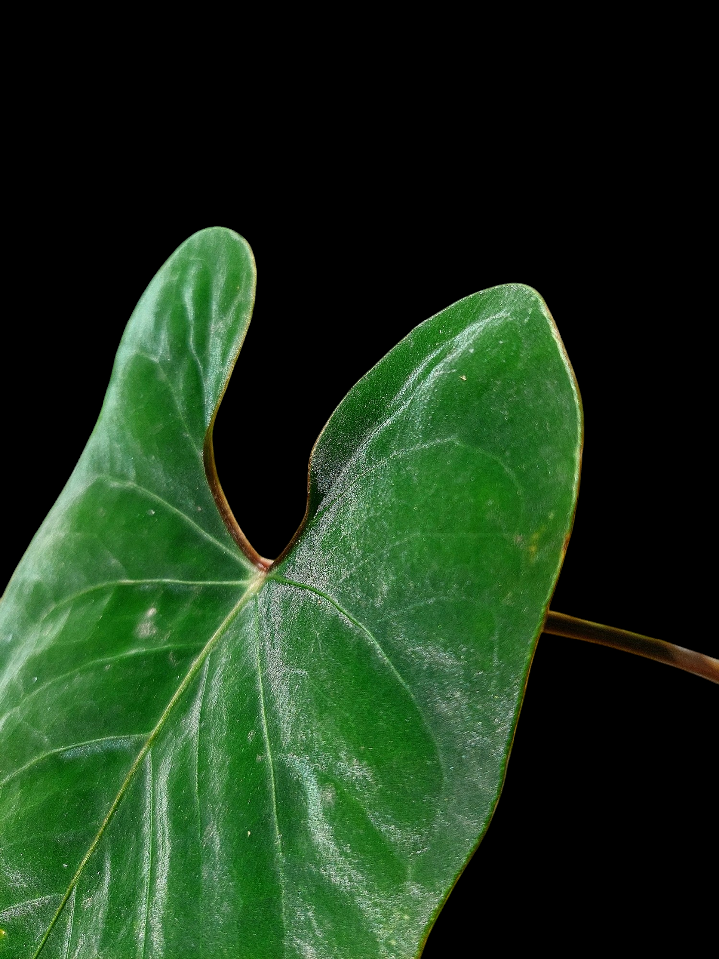 Anthurium sp. 'Huanuco Velvet' Dark Petiole (EXACT PLANT)