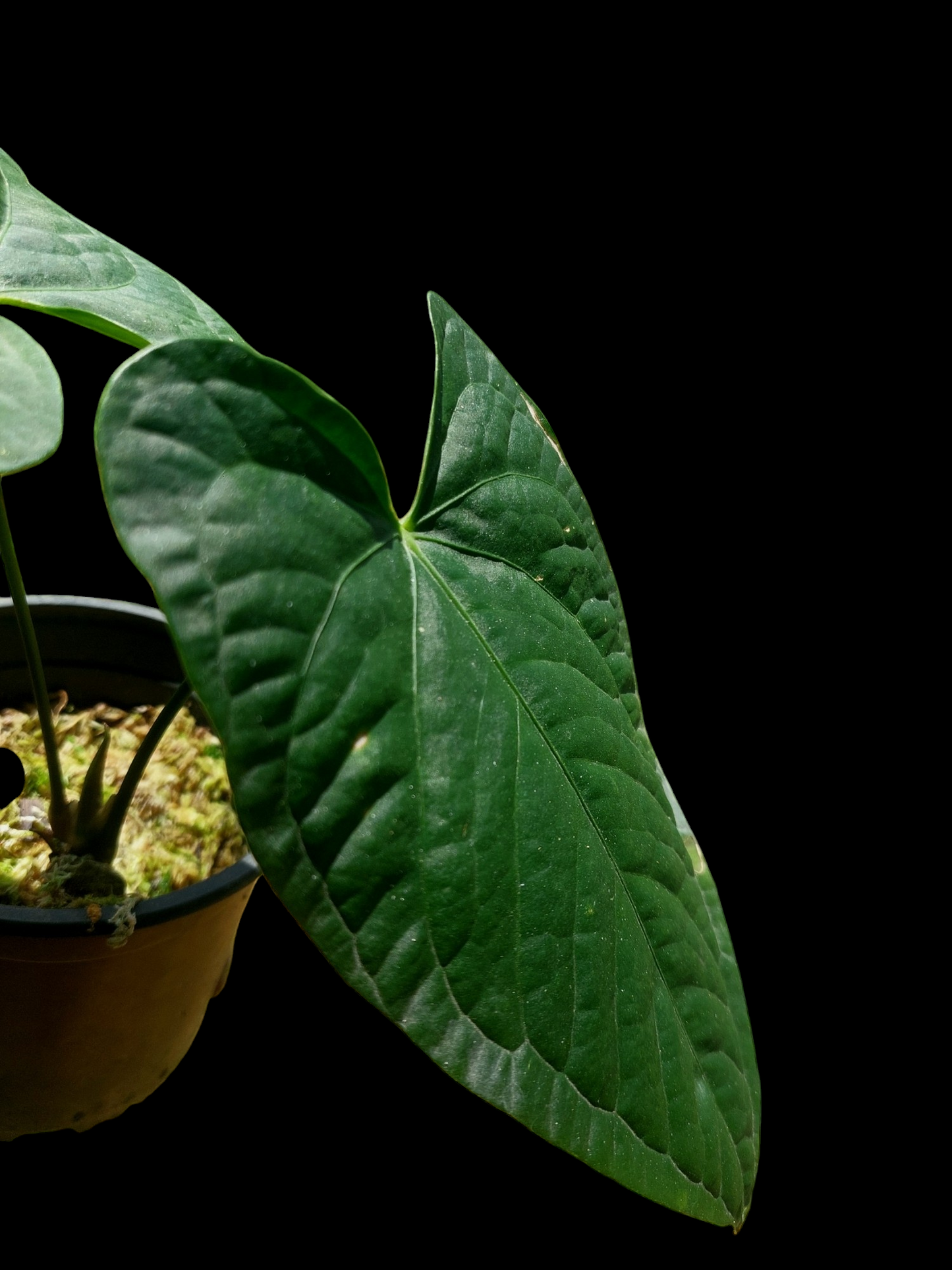Anthurium sp. "Tarapoto Dark Velvet" (EXACT PLANT)