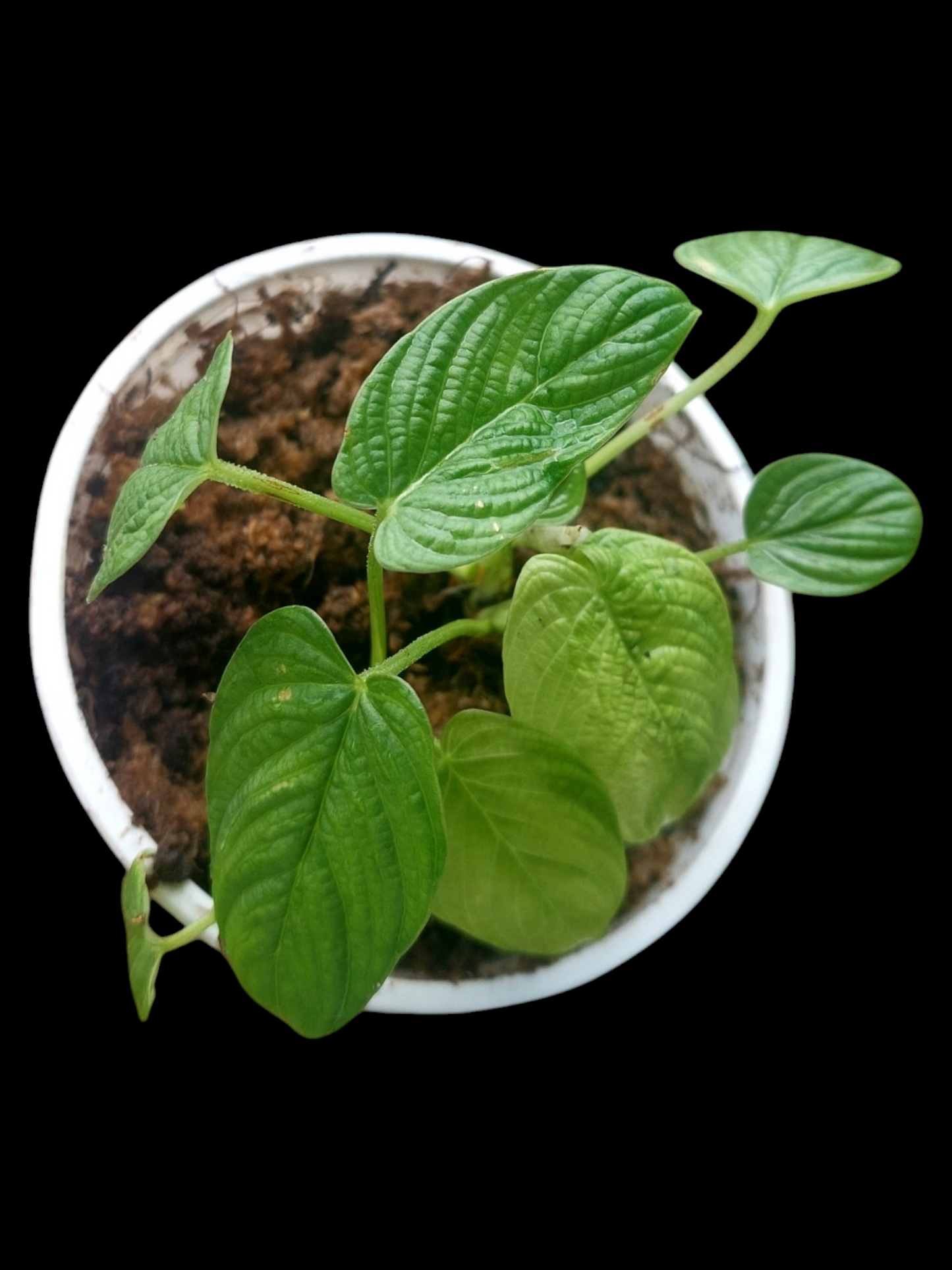 Philodendron Lynnhannoniae Small Size (EXACT PLANT)