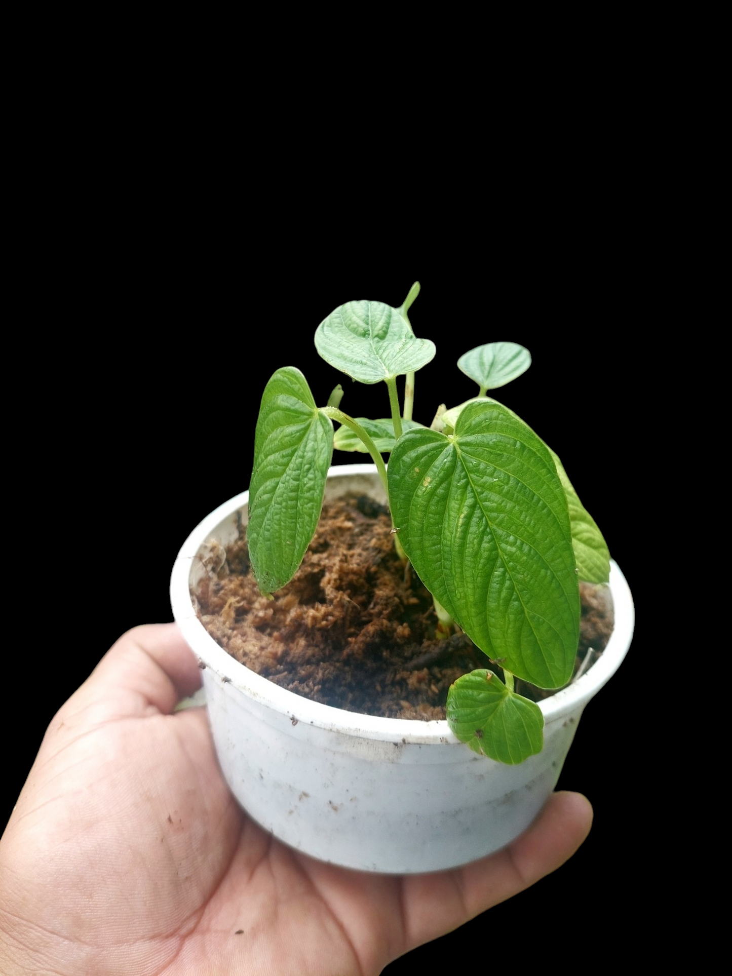 Philodendron Lynnhannoniae Small Size (EXACT PLANT)
