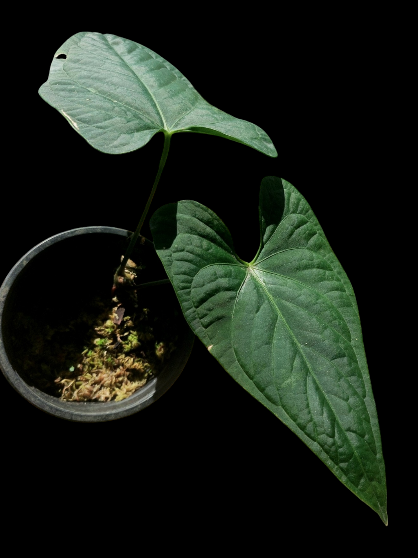 Anthurium sp. "Tarapoto Dark Velvet" (EXACT PLANT)