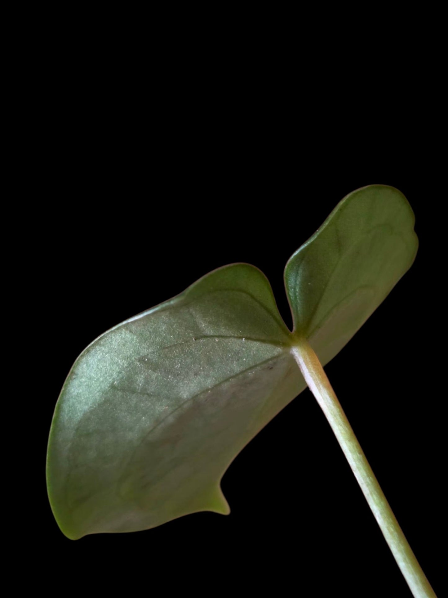 Anthurium Crystallinum X Forgetii (EXACT PLANT)