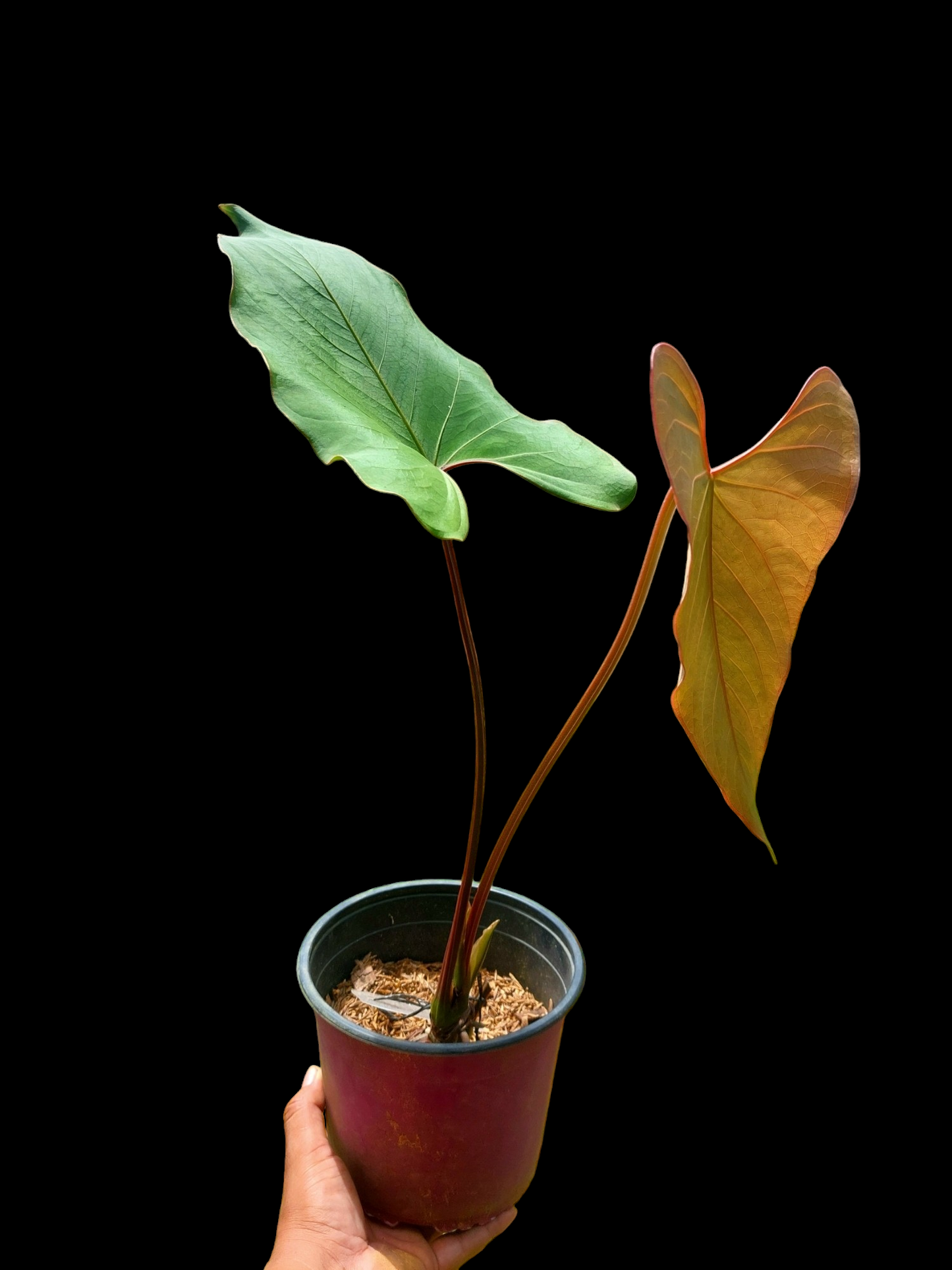 Anthurium carpishense Croat & Lingán Ch. BIG PLANT (EXACT PLANT)