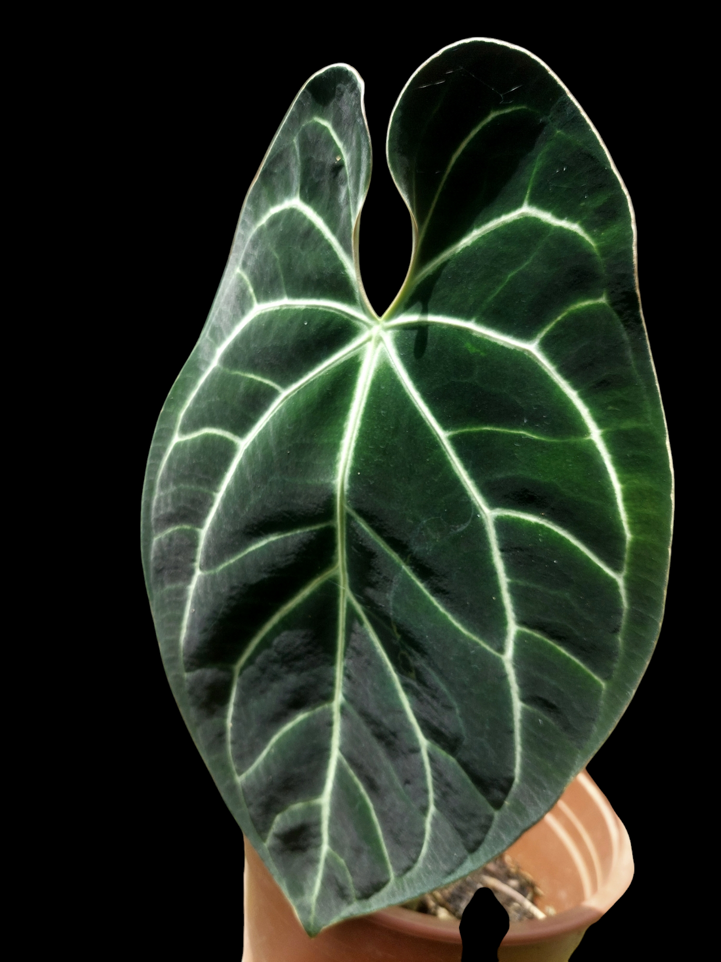 Anthurium Besseae BIG PLANT (EXACT PLANT)
