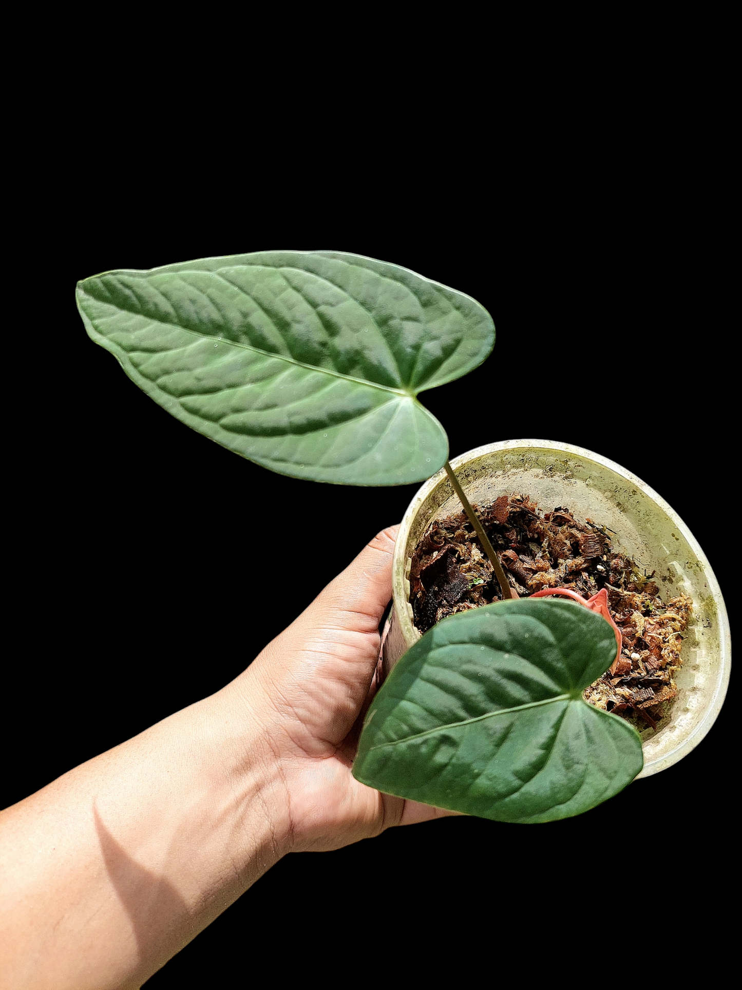 Anthurium sp. "Tarapoto Velvet" with 3 Leaves (EXACT PLANT)