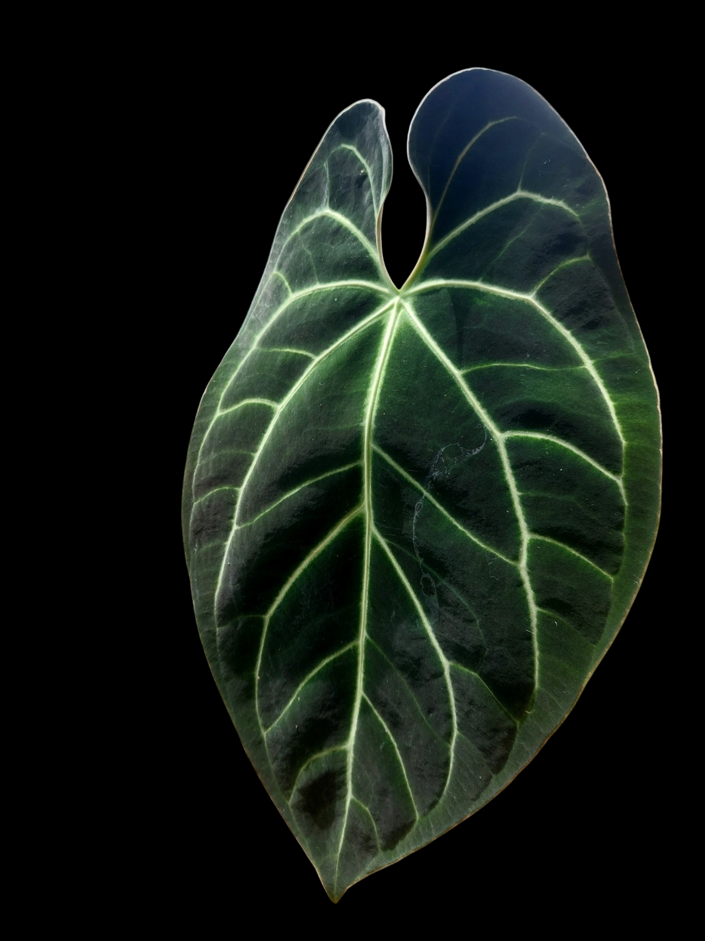 Anthurium Besseae BIG PLANT (EXACT PLANT)