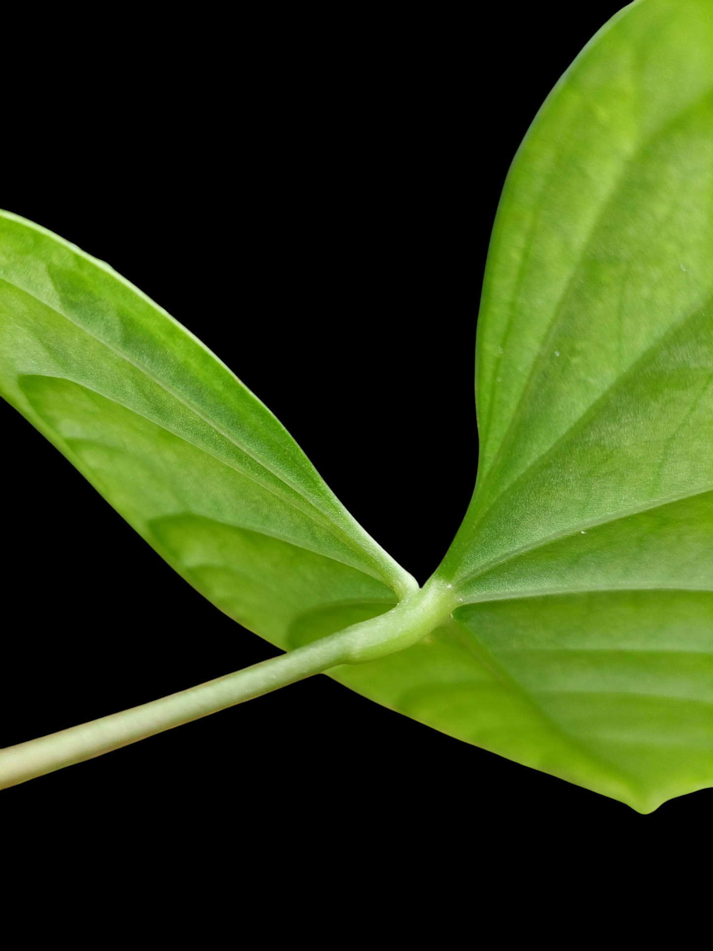 Anthurium sp. "Tarapoto Velvet" Wild Ecotype (EXACT PLANT)