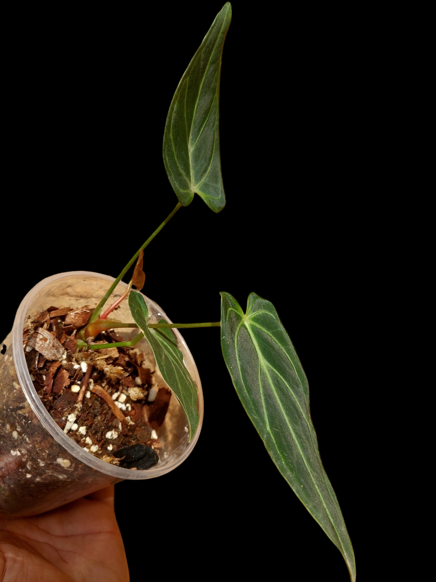 Anthurium sp. 'Velimflexus' with 3 Leaves (EXACT PLANT)