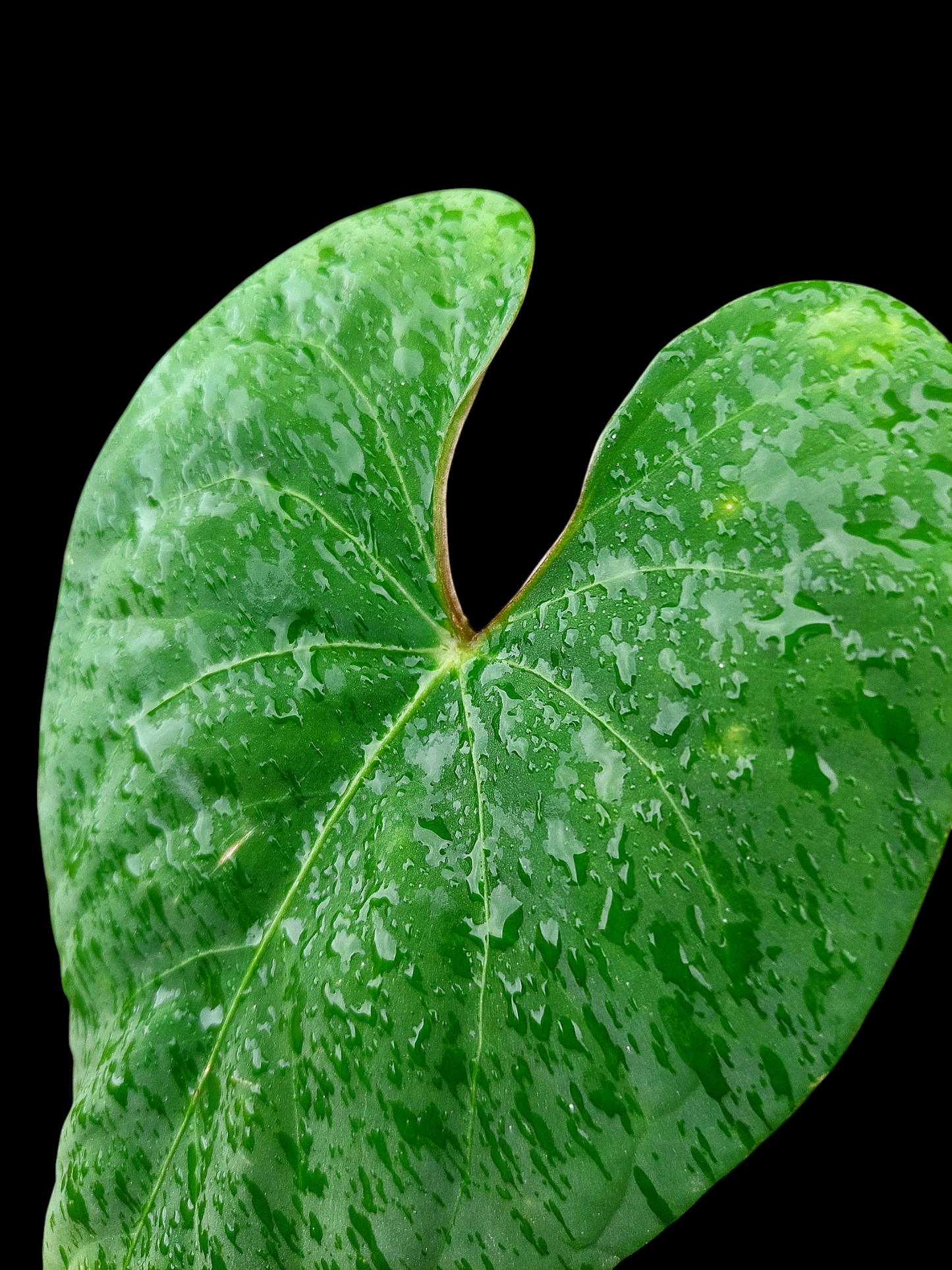 Anthurium sp. 'Huanuco Velvet' (EXACT PLANT)
