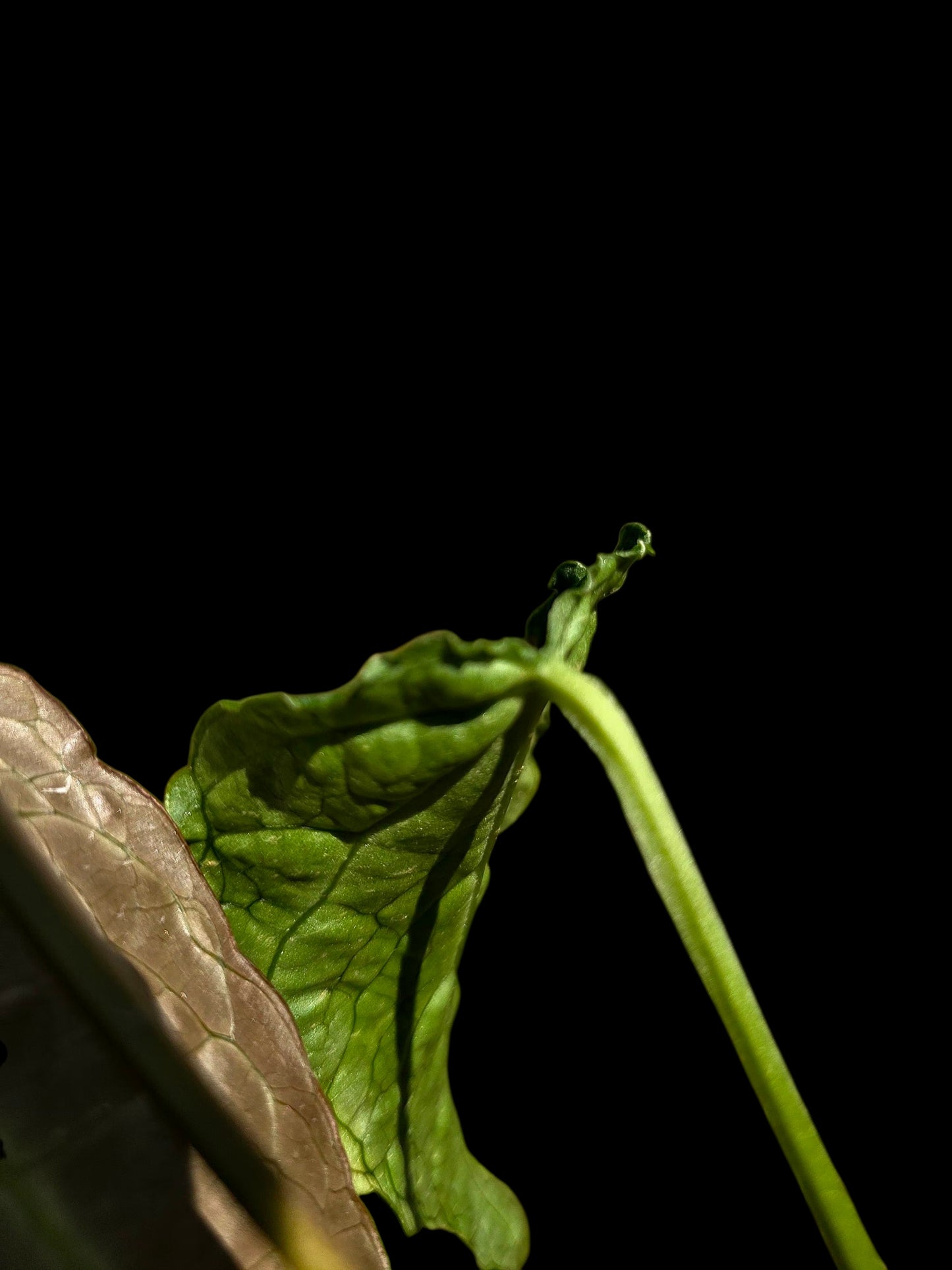Anthurium sp. 'Andinum Lattice Crispus' Metamorphosis Phenotype (EXACT PLANT)