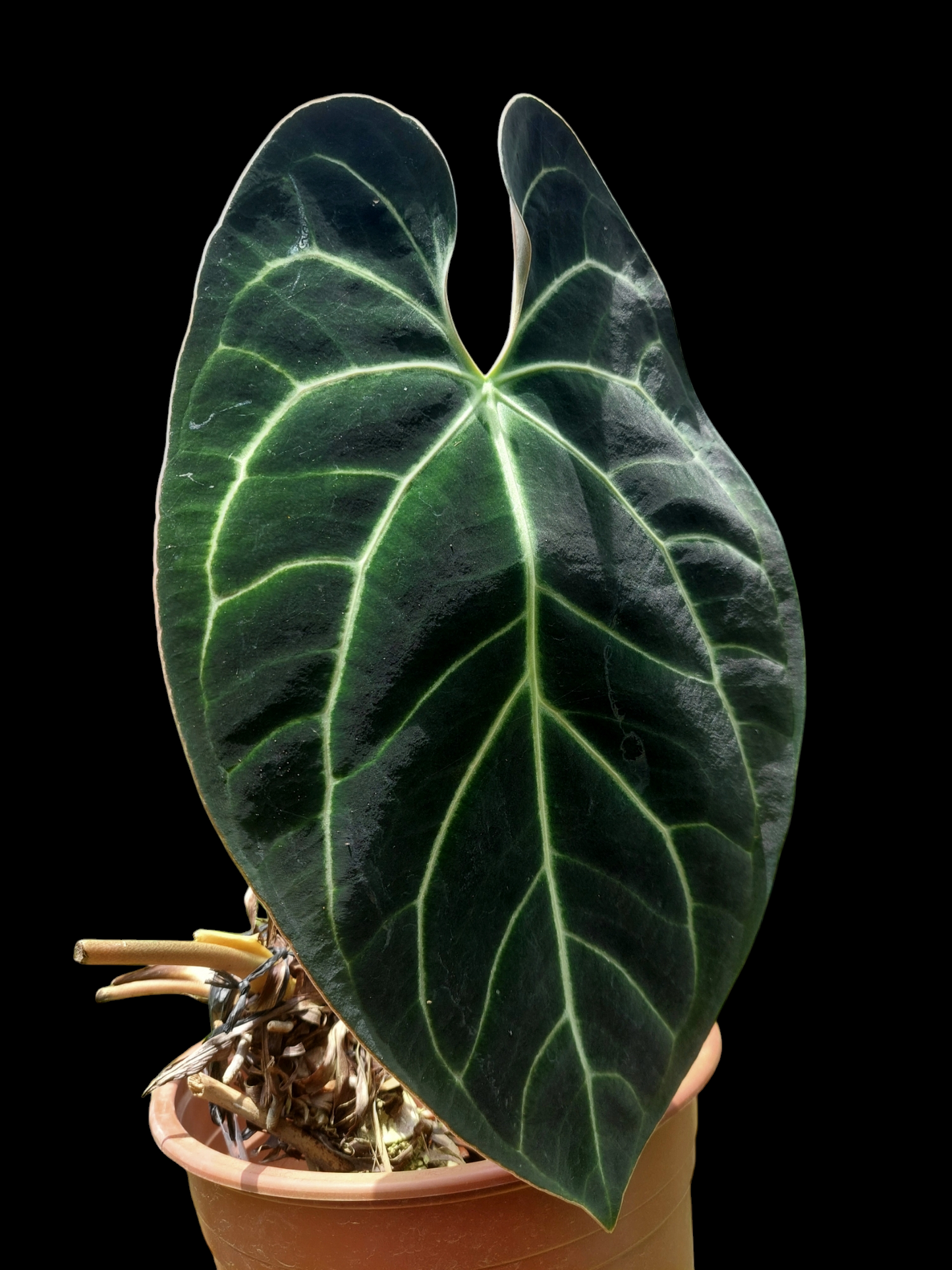 Anthurium Besseae BIG PLANT (EXACT PLANT)