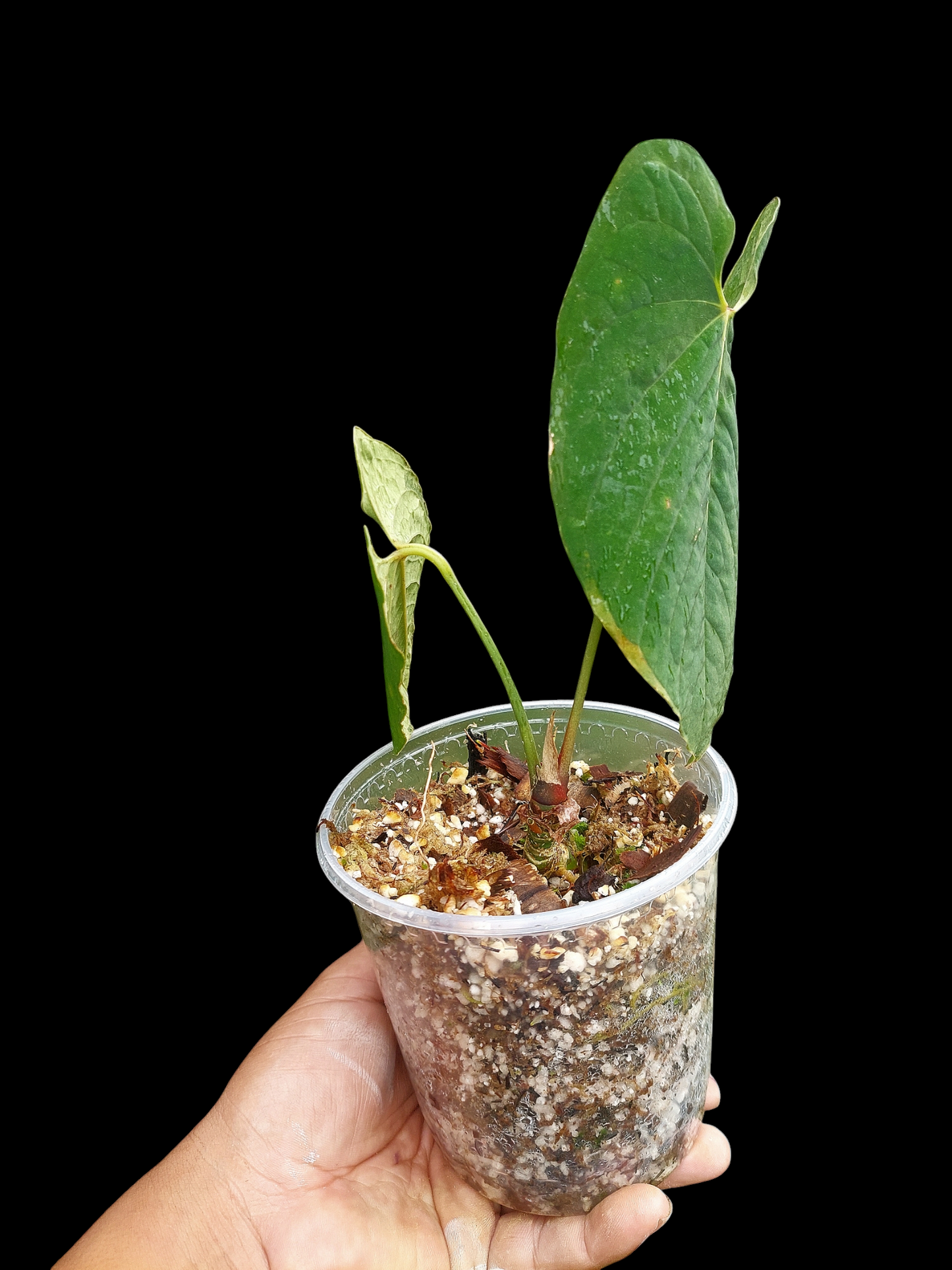 Anthurium Sp.'Purple' Velvet with 2 Leaves (EXACT PLANT)