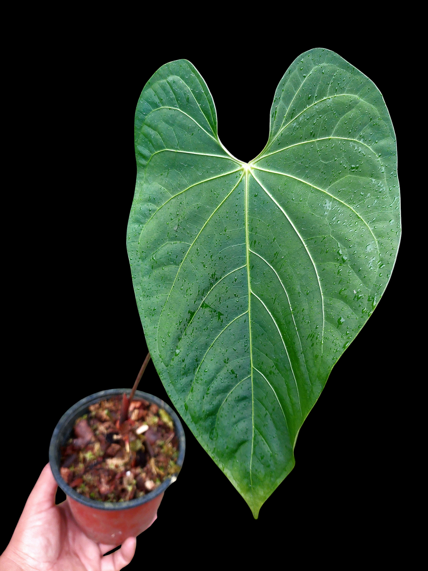Anthurium sp. 'Huanuquense Velvet' (EXACT PLANT)