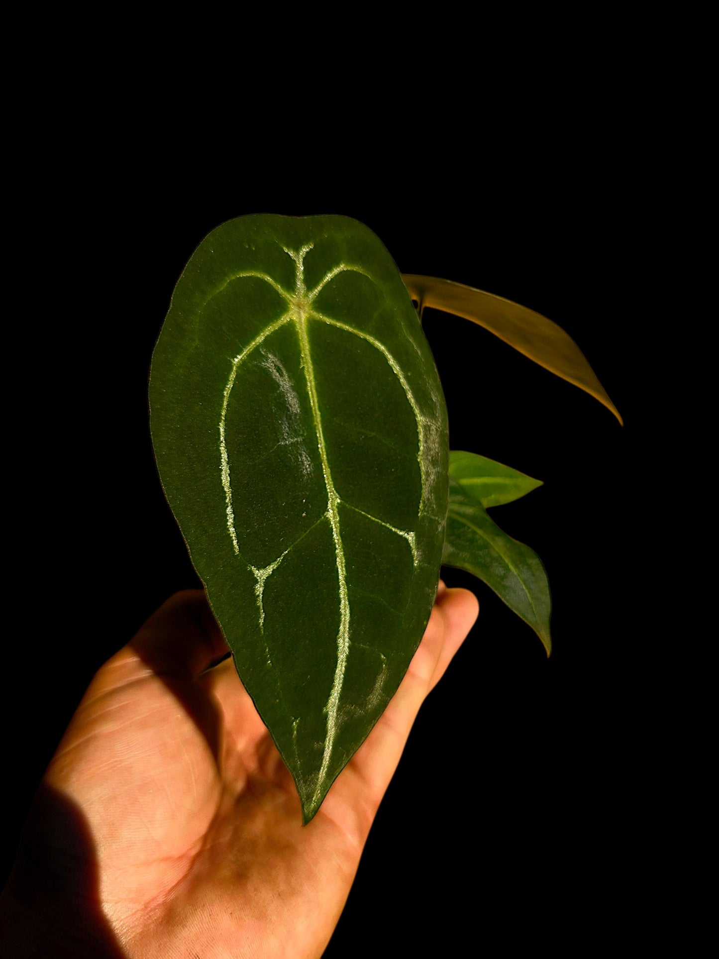 Anthurium Forgetii Narrow Form (EXACT PLANT)