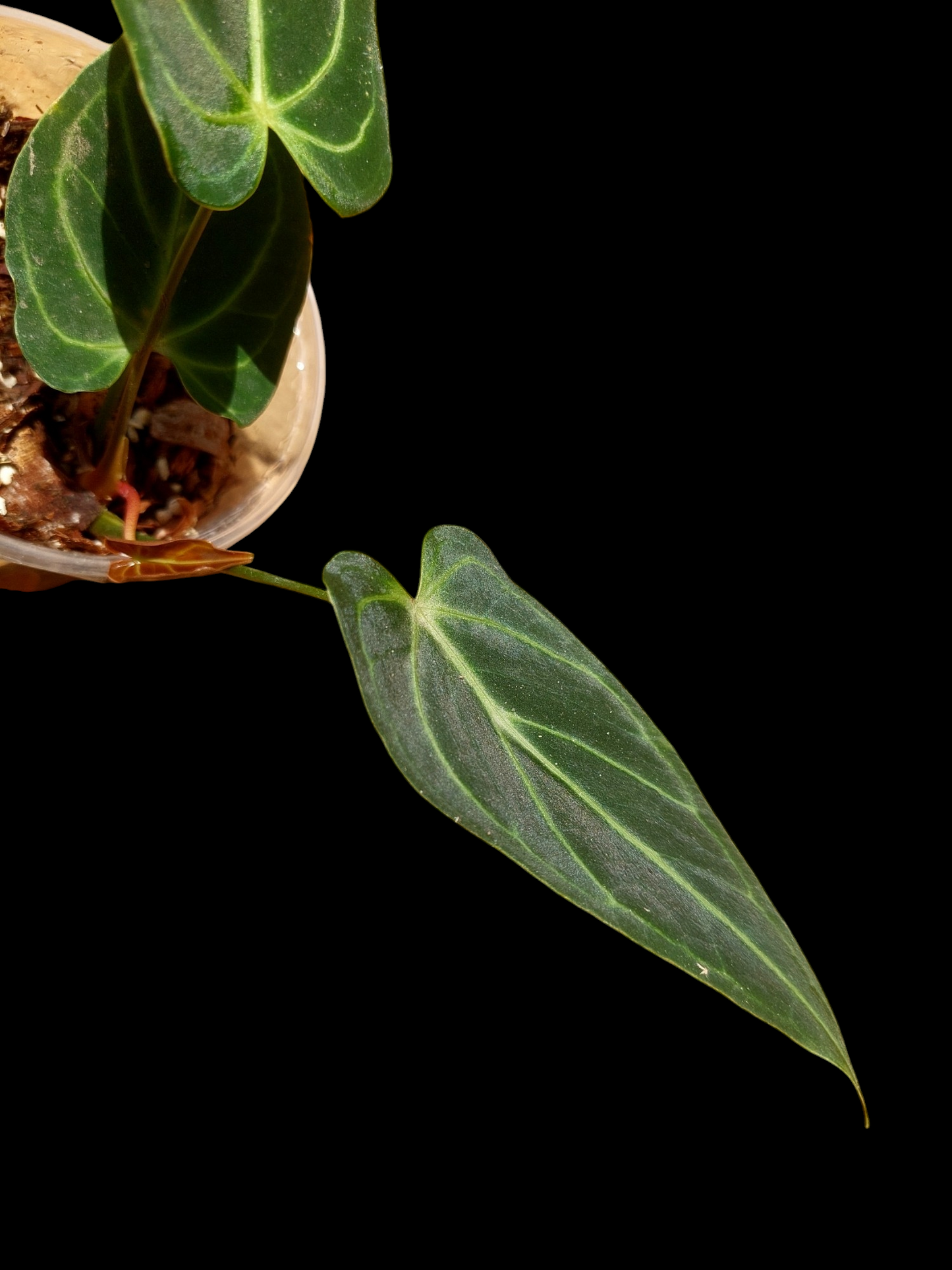 Anthurium sp. 'Velimflexus' with 3 Leaves (EXACT PLANT)