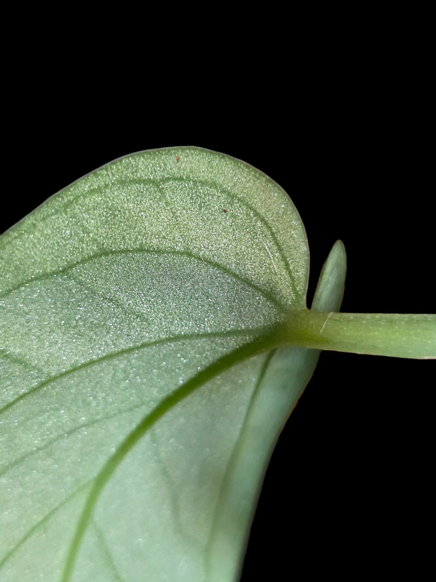 Anthurium Pulcachense Dark (EXACT PLANT)