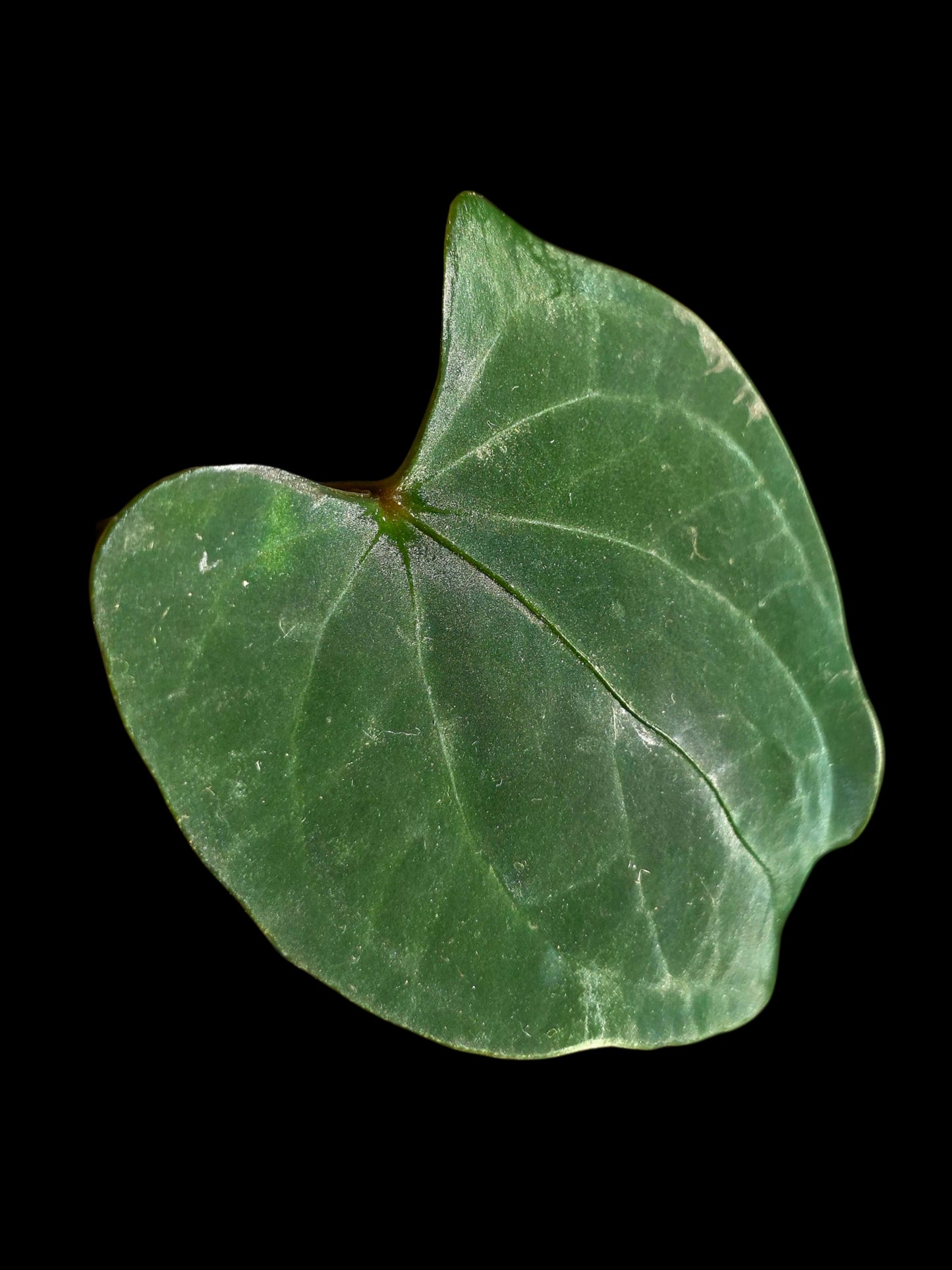 Anthurium sp. 'Huanuco Velvet' (EXACT PLANT)
