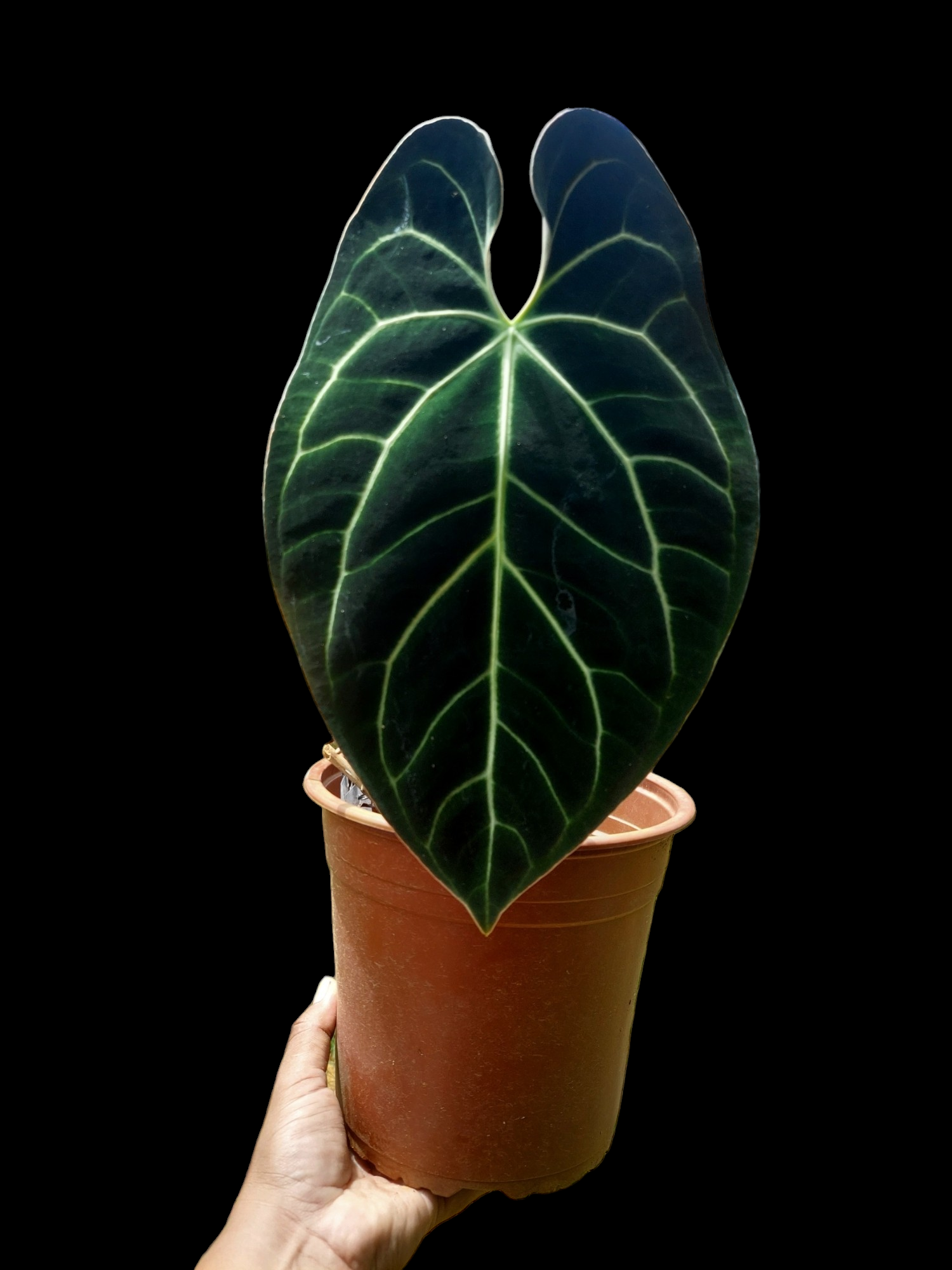 anthurium besseae description Anthurium Besseae BIG PLANT (EXACT PLANT) – Amazon Plants Peru
