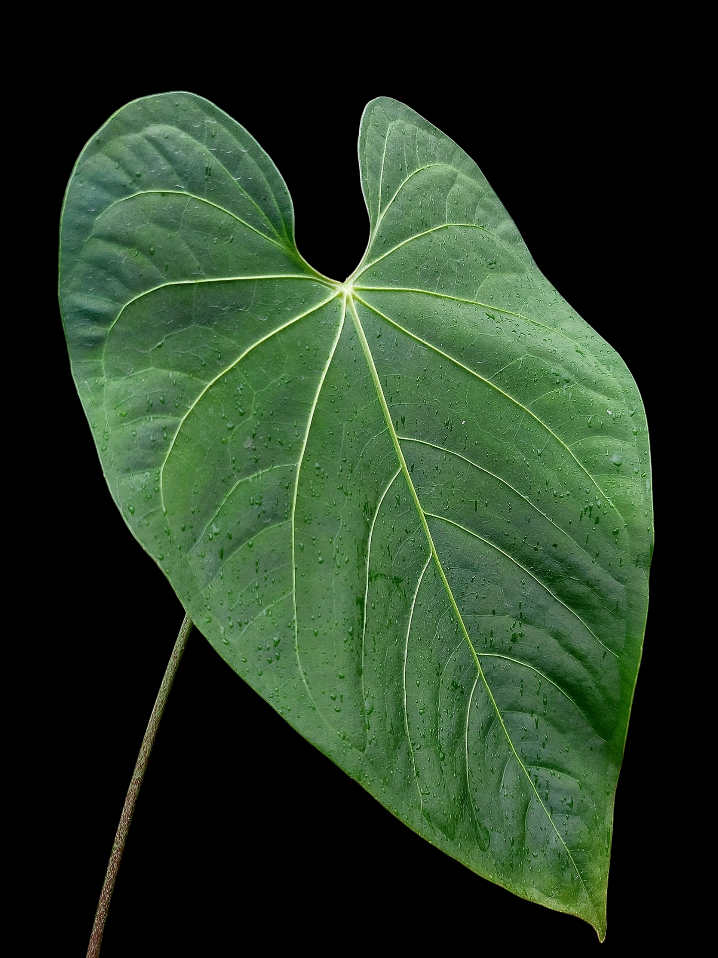 Anthurium sp. 'Huanuquense Velvet' (EXACT PLANT)