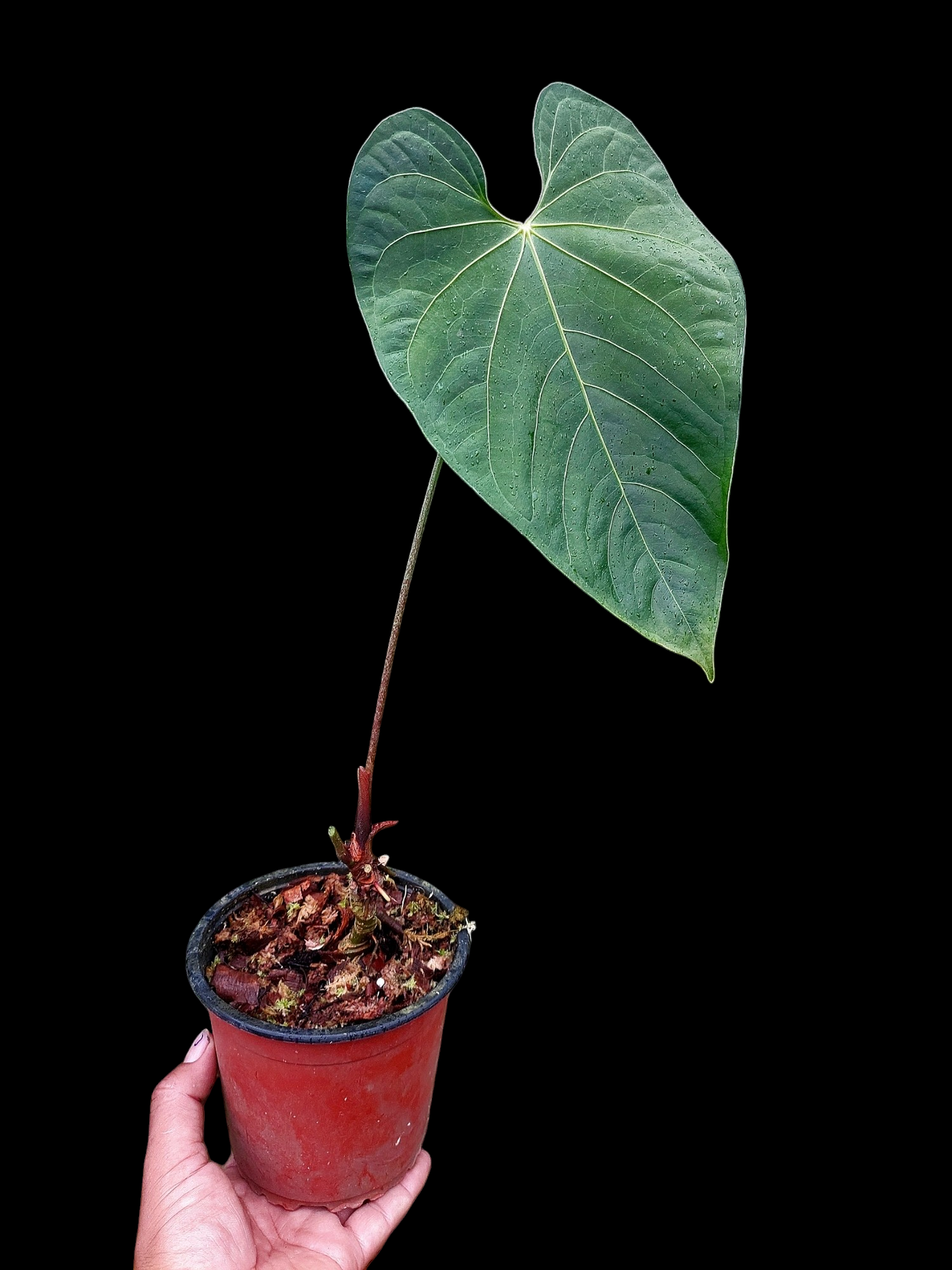 Anthurium sp. 'Huanuquense Velvet' (EXACT PLANT)