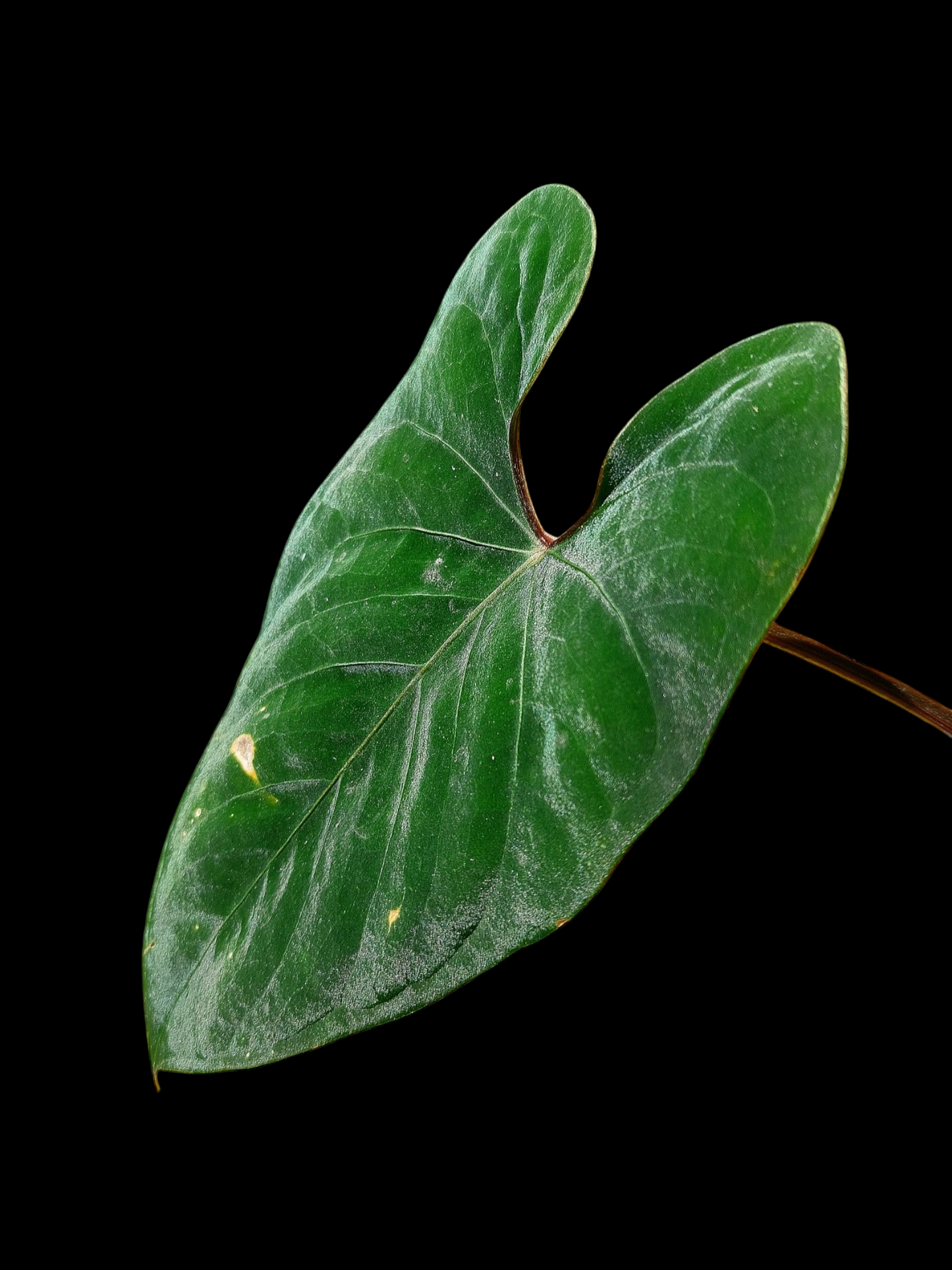 Anthurium sp. 'Huanuco Velvet' Dark Petiole (EXACT PLANT)