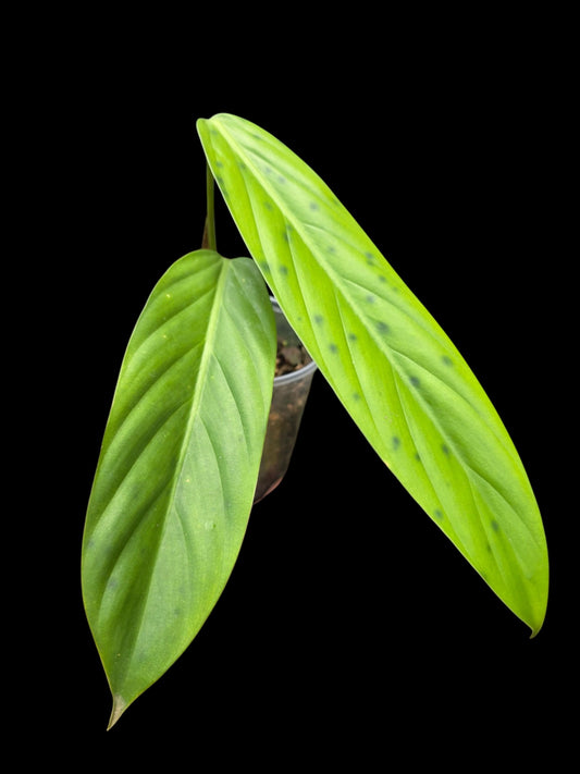 Philodendron sp. 'tenuifolium' (EXACT PLANT)