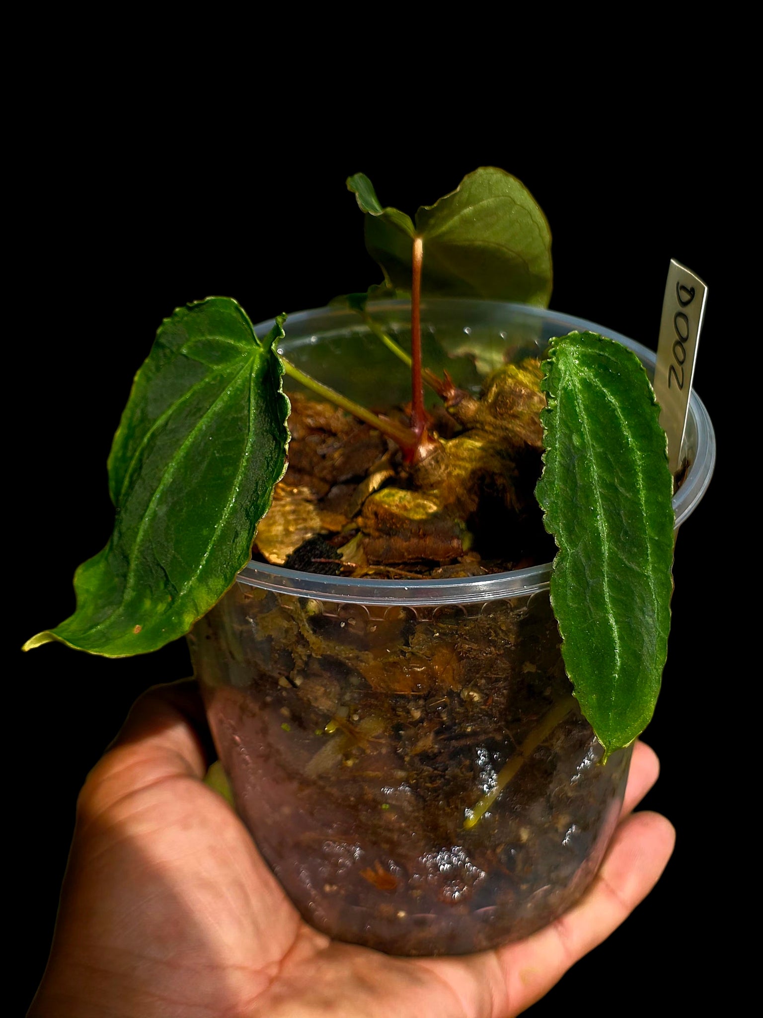 Anthurium sp. 'Andinum Lattice Crispus' Metamorphosis Phenotype