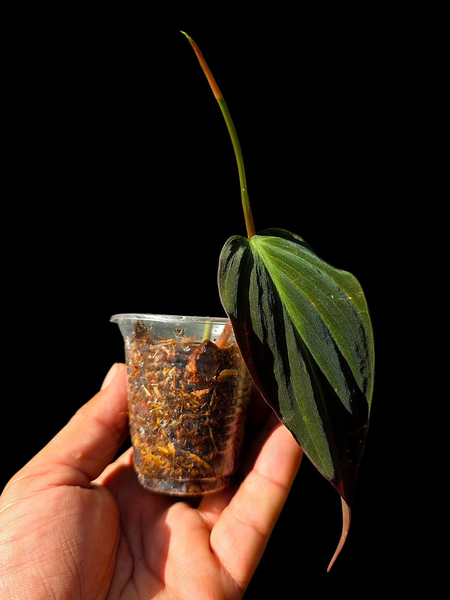 Philodendron sp. 'Peruvian Red Velvet Trilobe' (EXACT PLANT)
