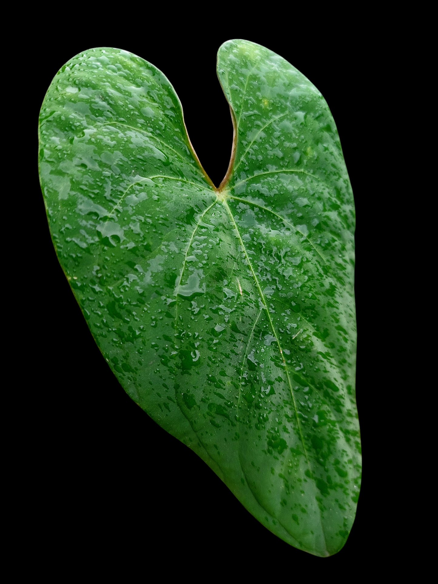Anthurium sp. 'Huanuco Velvet' (EXACT PLANT)