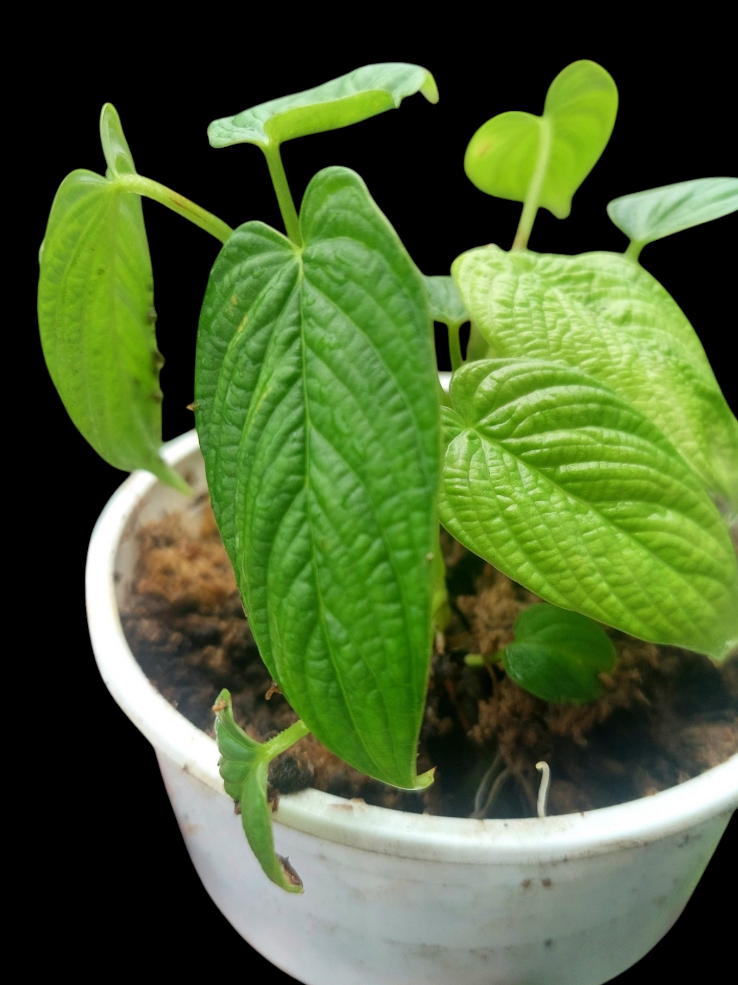 Philodendron Lynnhannoniae Small Size (EXACT PLANT)