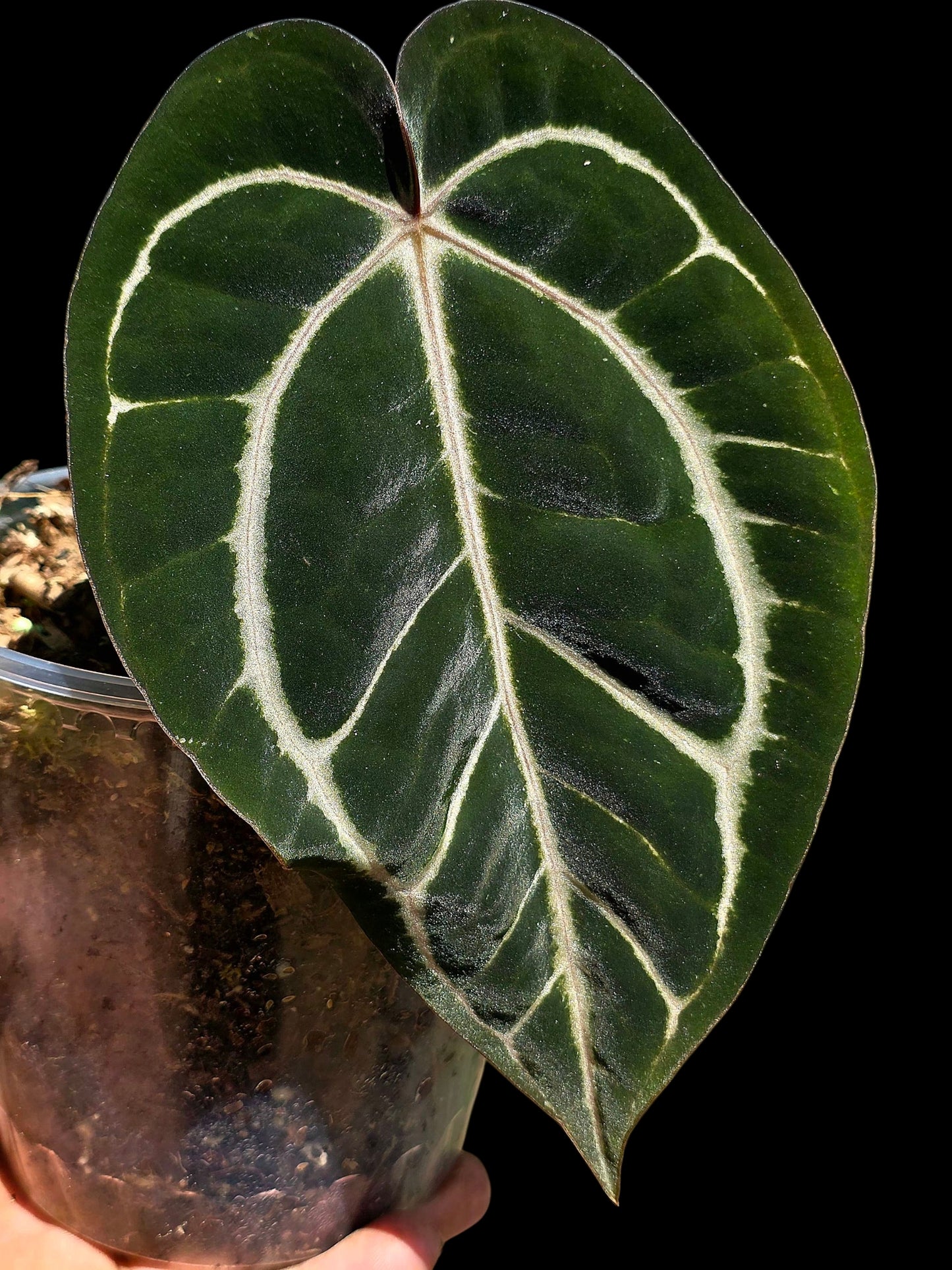 Anthurium Carlablackiae Wild Ecotype (EXACT PLANT)