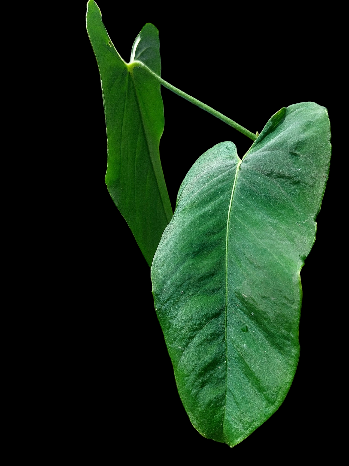 Anthurium Argyrostachyum 'Velvety' 2 Leaves Wild Ecotype (EXACT PLANT)