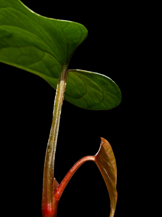 Anthurium sp. 'Huanuco Velvet' (EXACT PLANT)