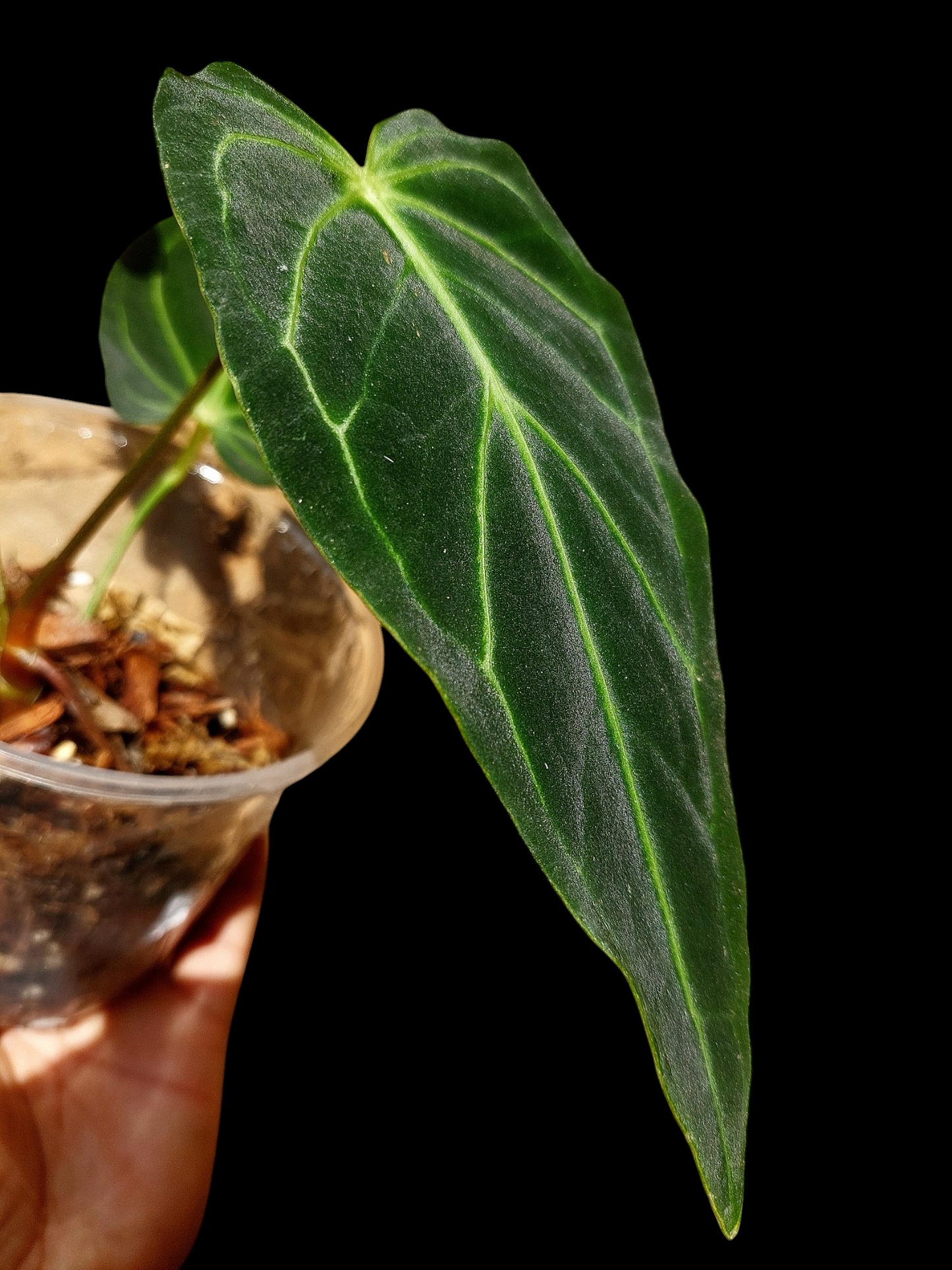 Anthurium sp. 'Velimflexus' with 3 Leaves (EXACT PLANT)