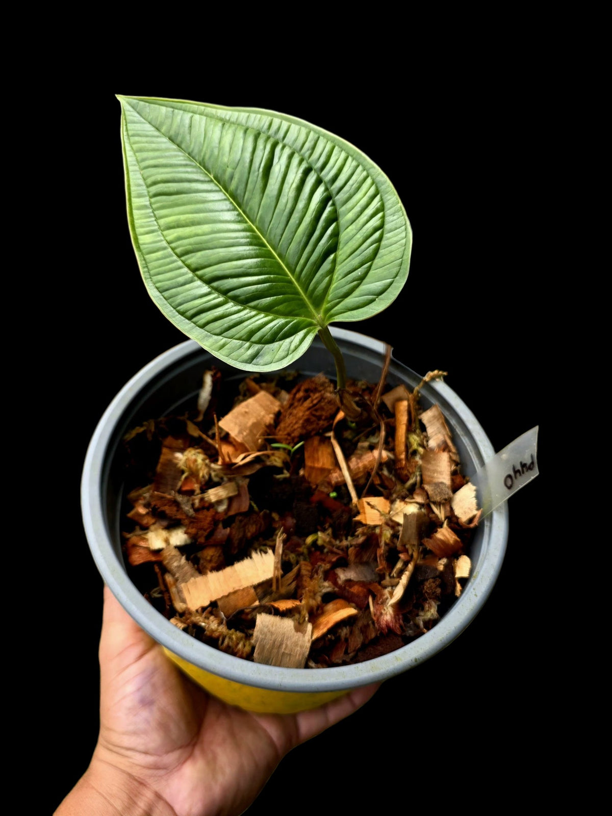 Anthurium Gaskinii Croat (EXACT PLANT)