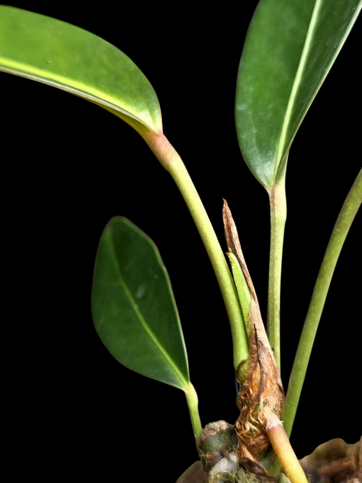 Anthurium sp. 'El Pongo' (EXACT PLANT)