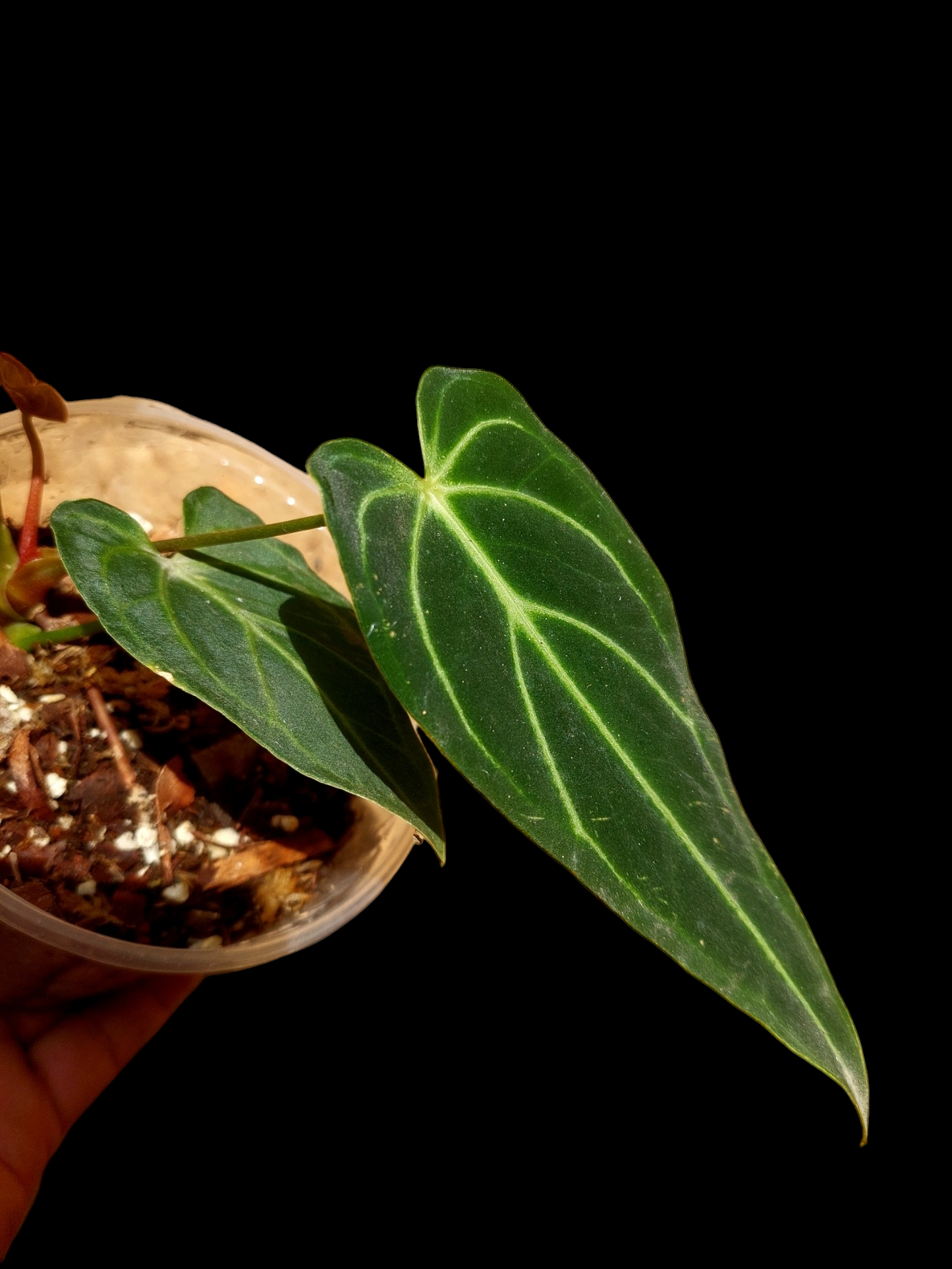 Anthurium sp. 'Velimflexus' with 3 Leaves (EXACT PLANT)
