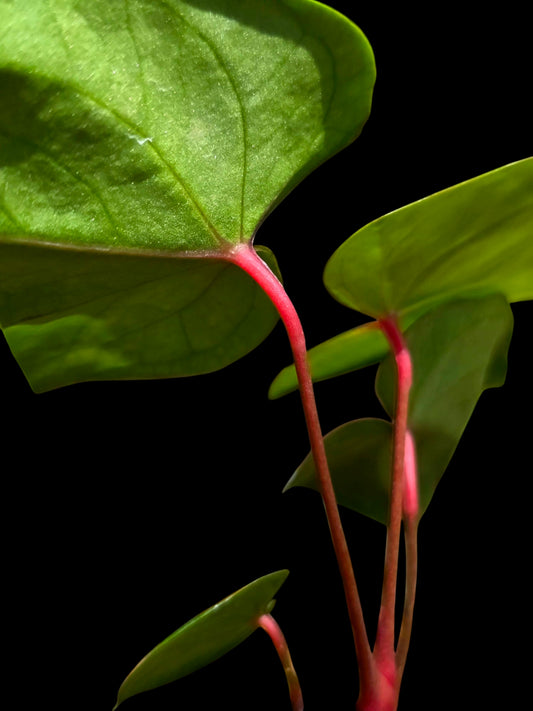 Anthurium sp. 'Amazon Red Petiole' (EXACT PLANT)