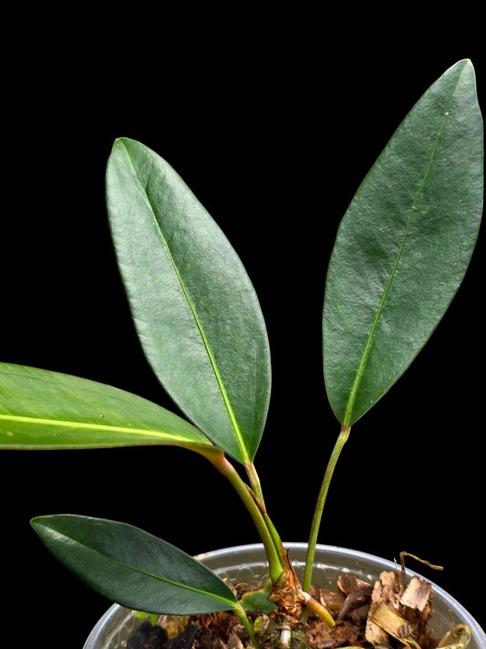 Anthurium sp. 'El Pongo' (EXACT PLANT)