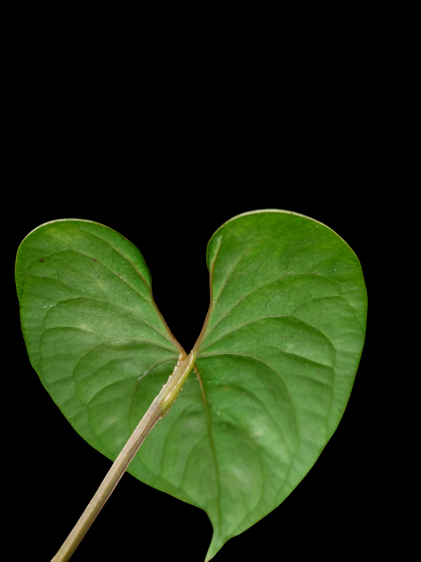Anthurium sp. 'Huanuco Velvet' (EXACT PLANT)