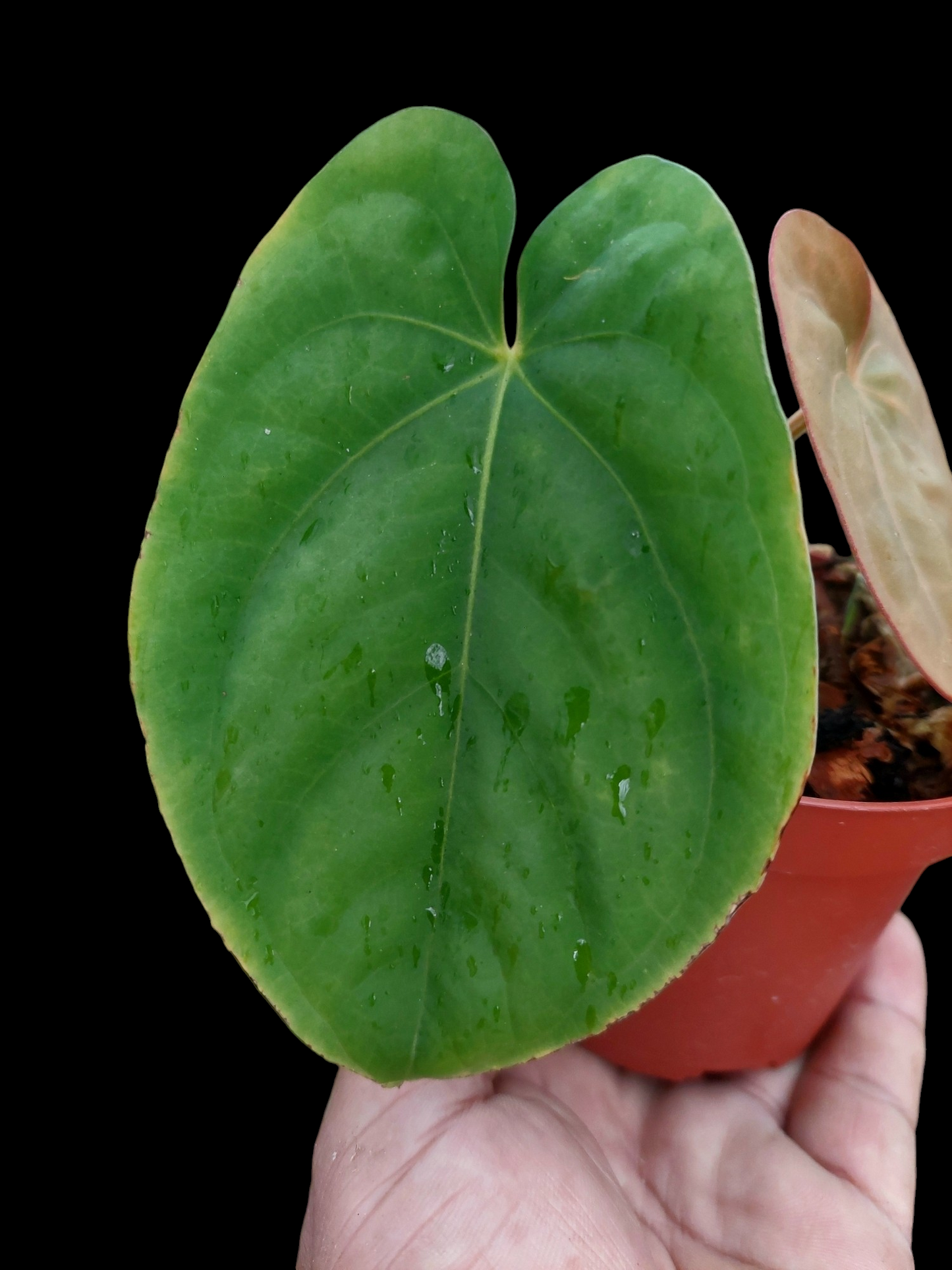 Anthurium Dressleri 'San Blas' with 2 Leaves (EXACT PLANT)