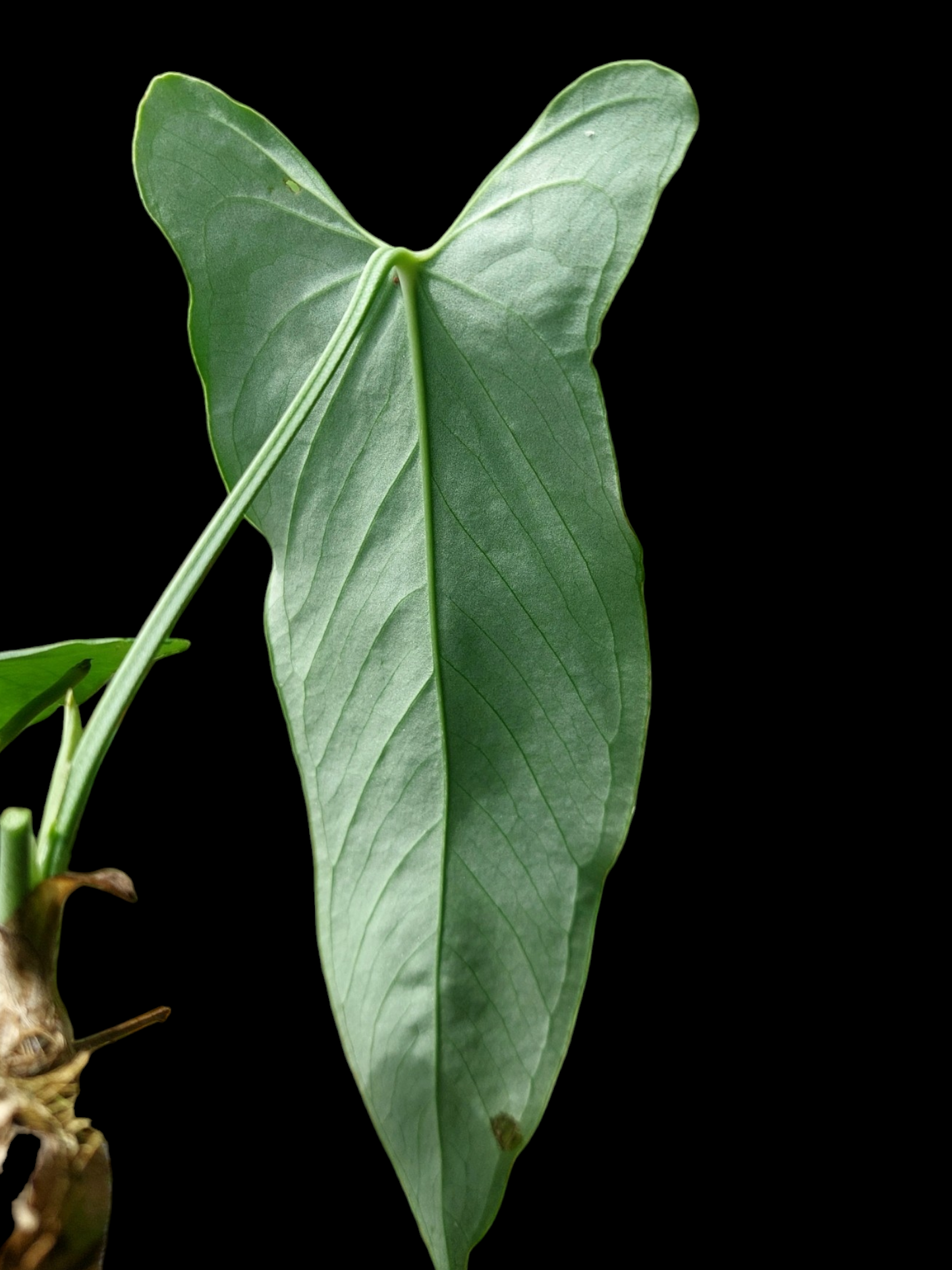 Anthurium Argyrostachyum 'Velvety' 2 Leaves Wild Ecotype (EXACT PLANT)