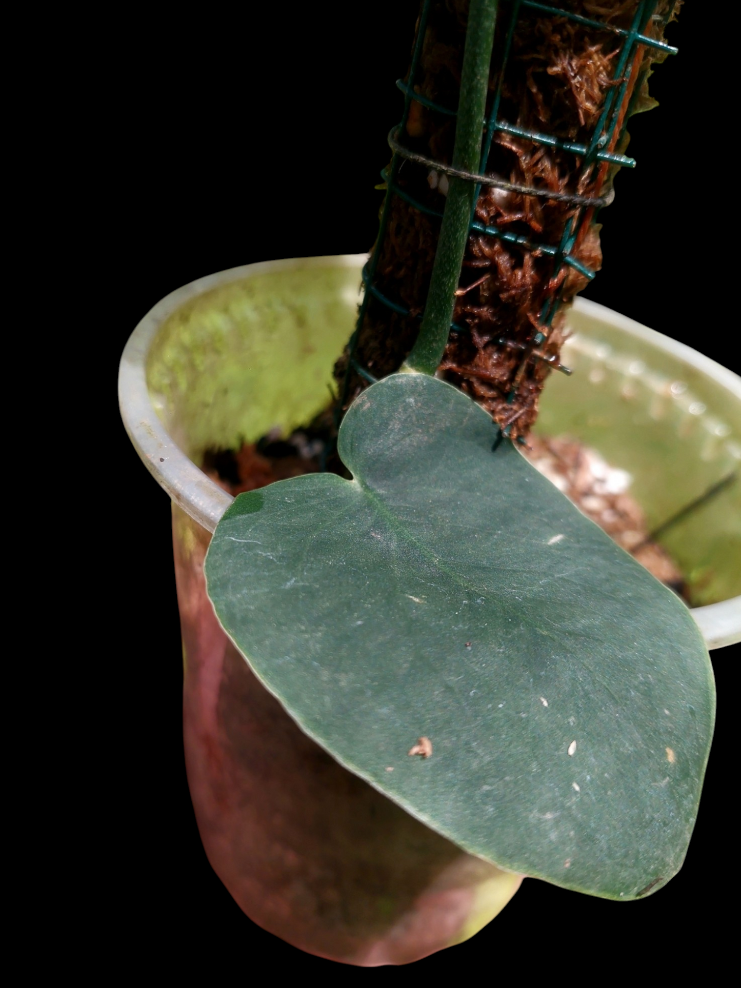 Monstera Dubia 'Dark Form'