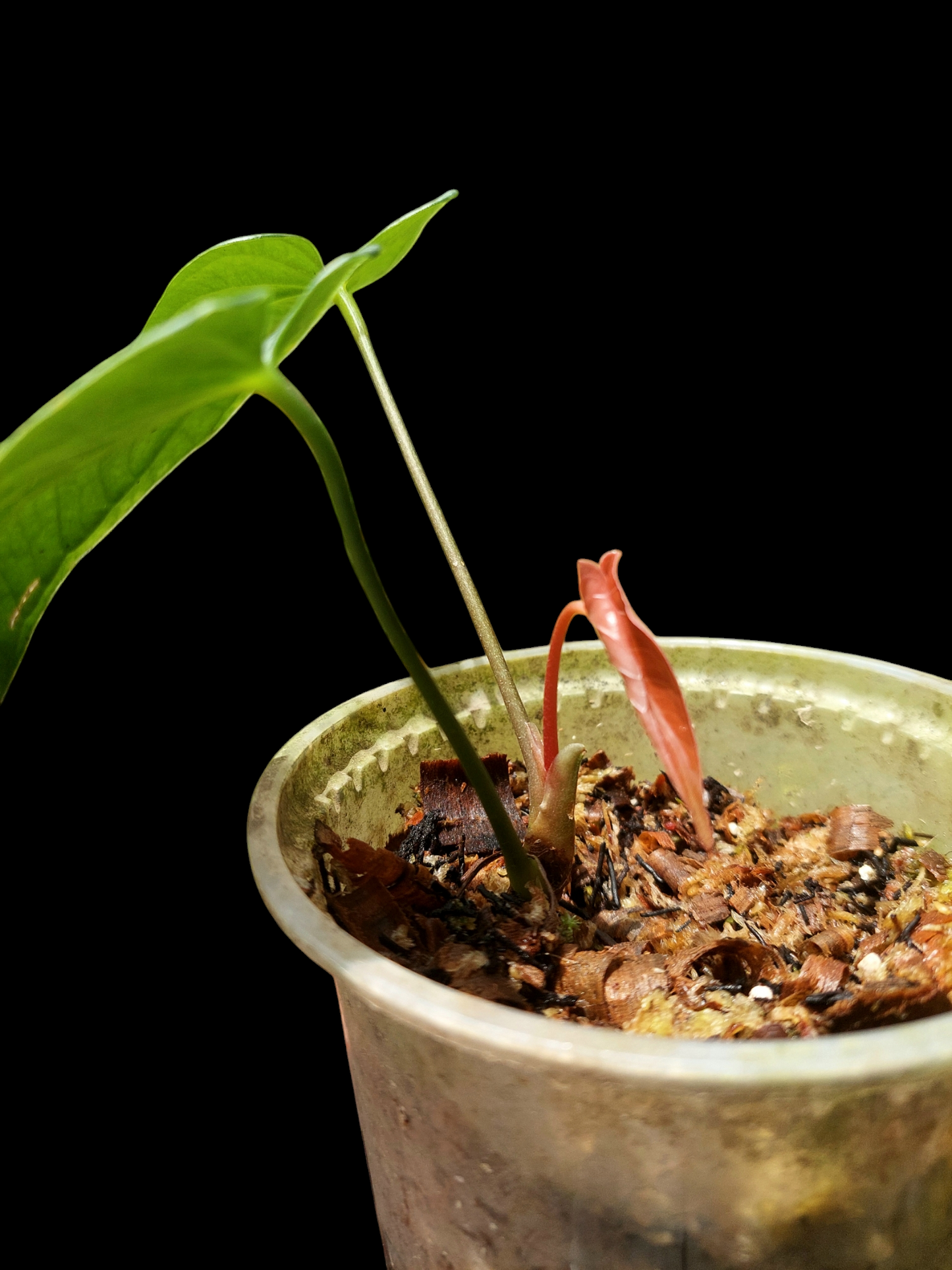 Anthurium sp. "Tarapoto Velvet" with 3 Leaves (EXACT PLANT)