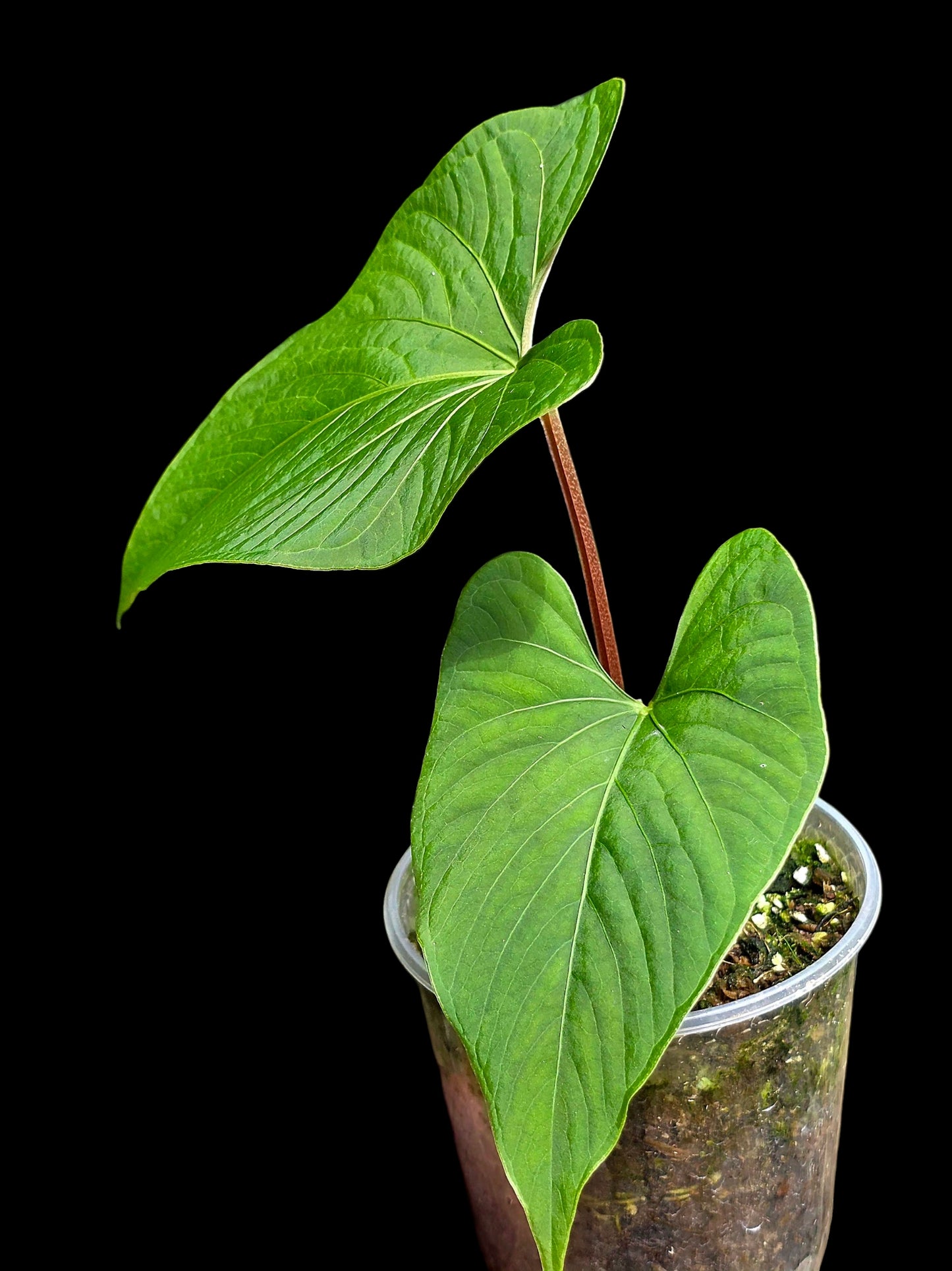 Anthurium sp. "Kunayala Glow" with 2 Leaves (EXACT PLANT)